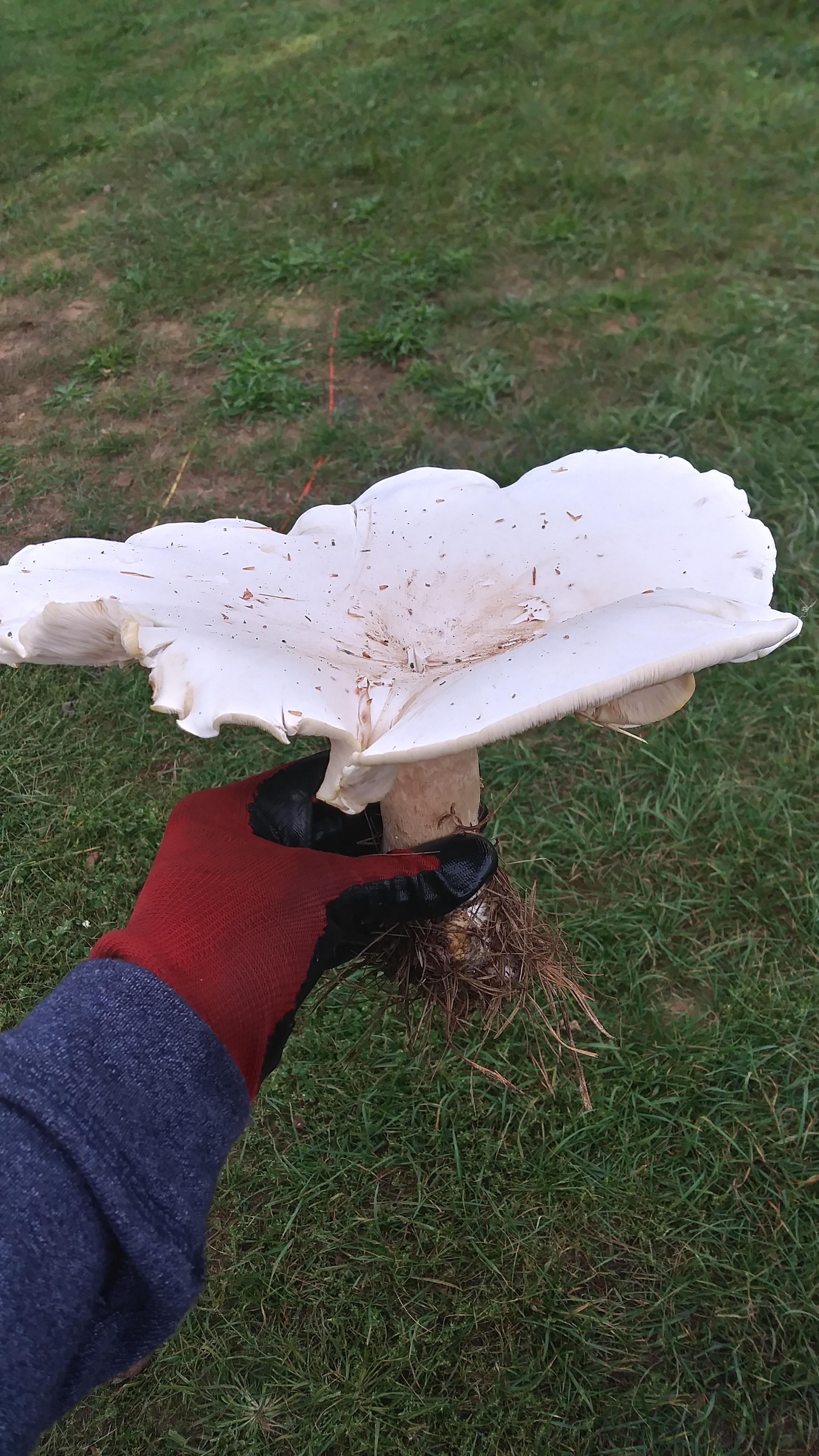 I found a few of these giant mushrooms on my property in Michigan