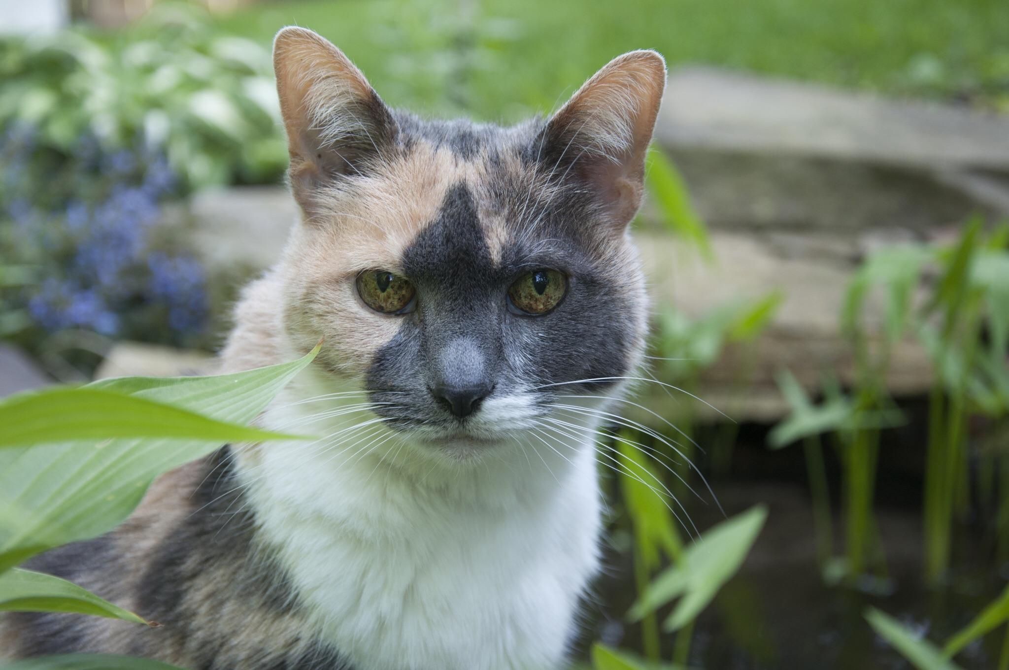 my perfect dilute calico lady r/cats