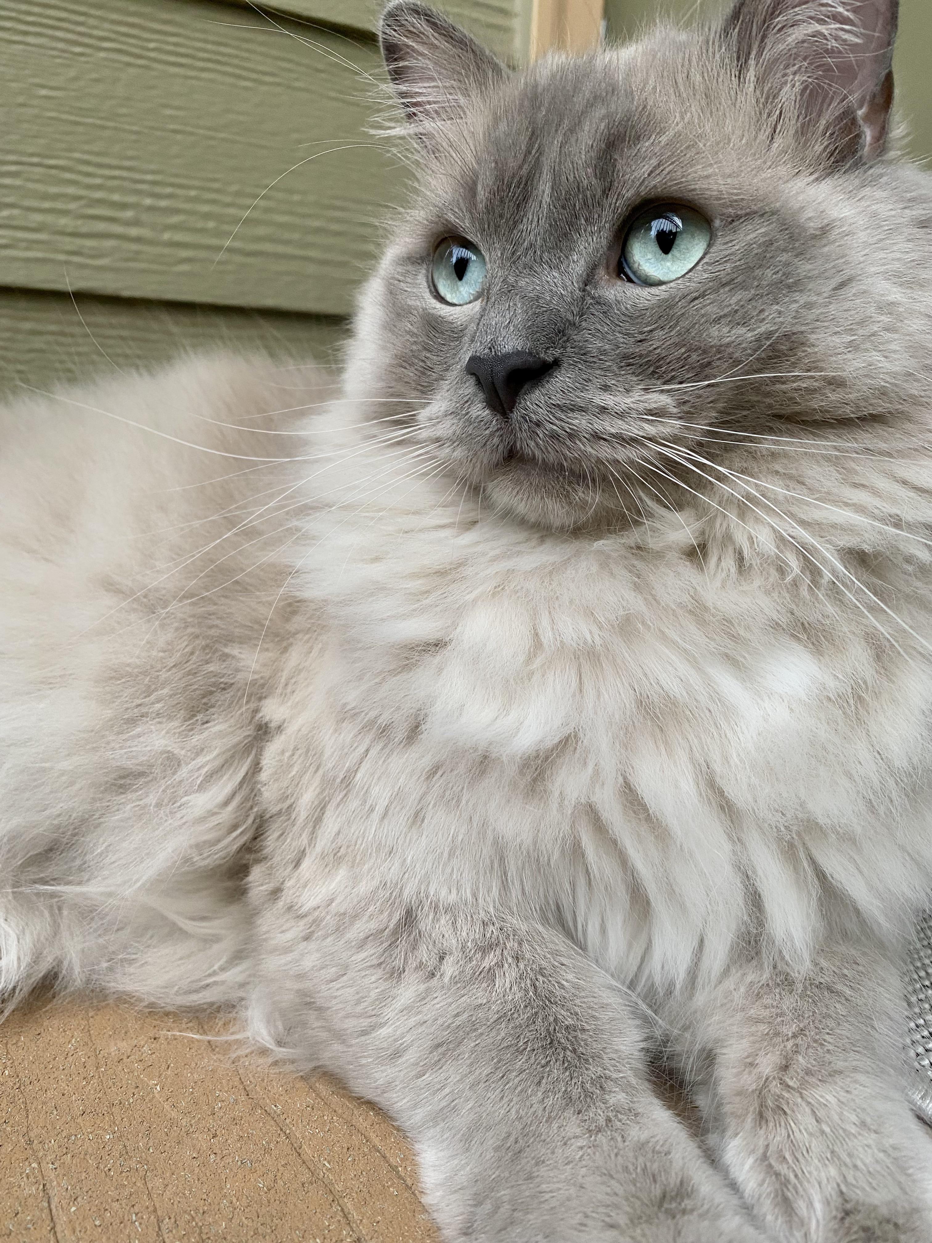 Ozzy giving me the stink eye ragdolls