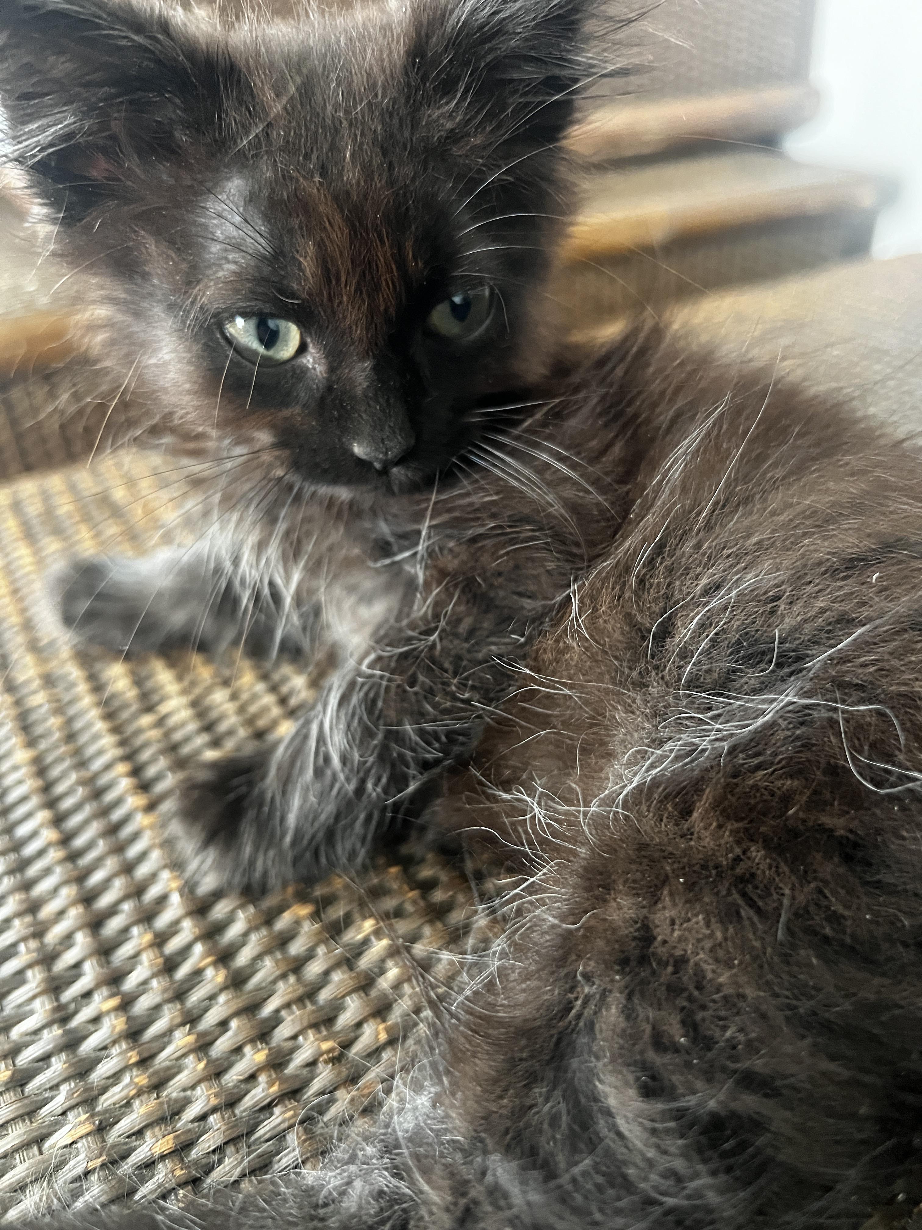 My dishevelled new long haired kitten. r/kittens