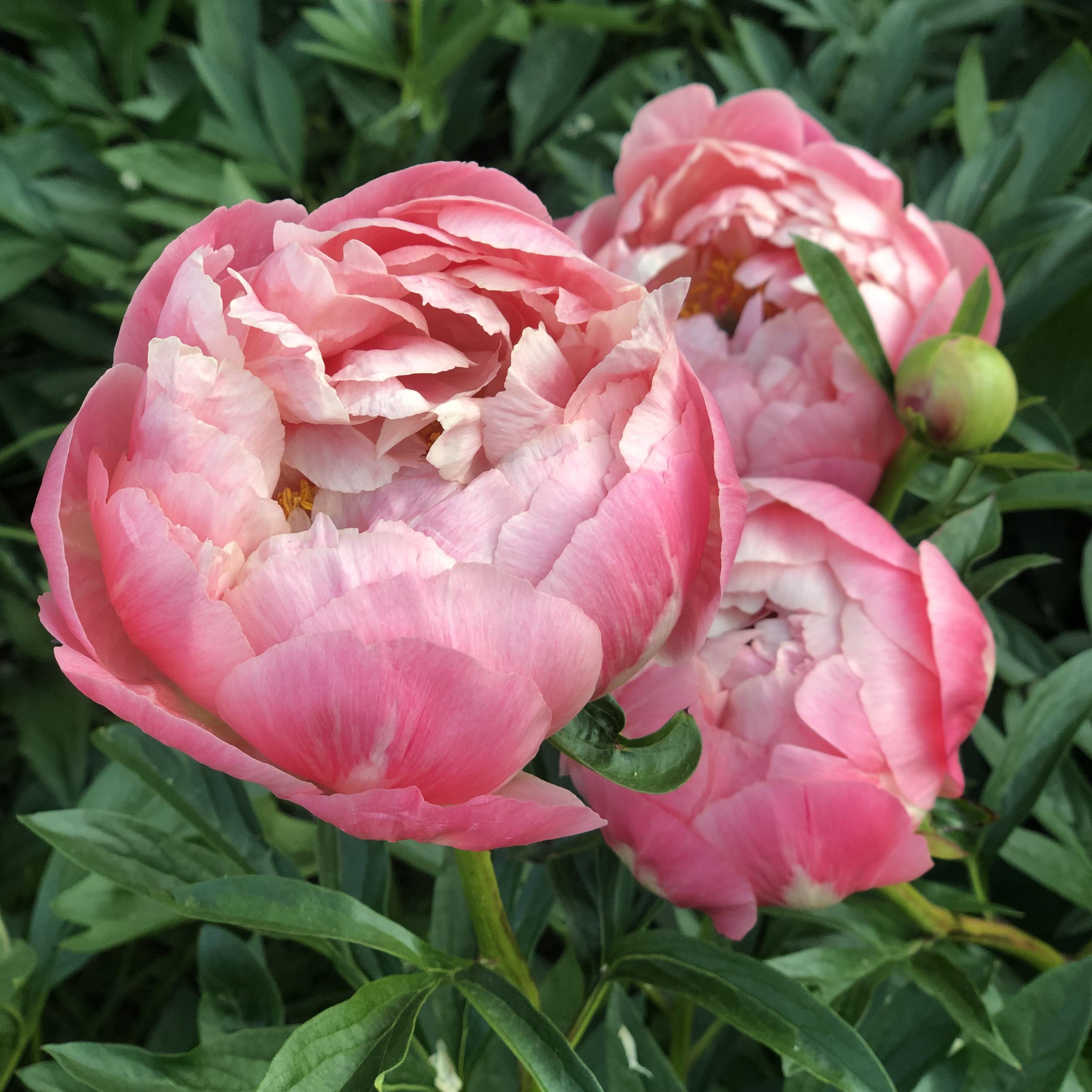 Coral Charm Peonies r/flowers