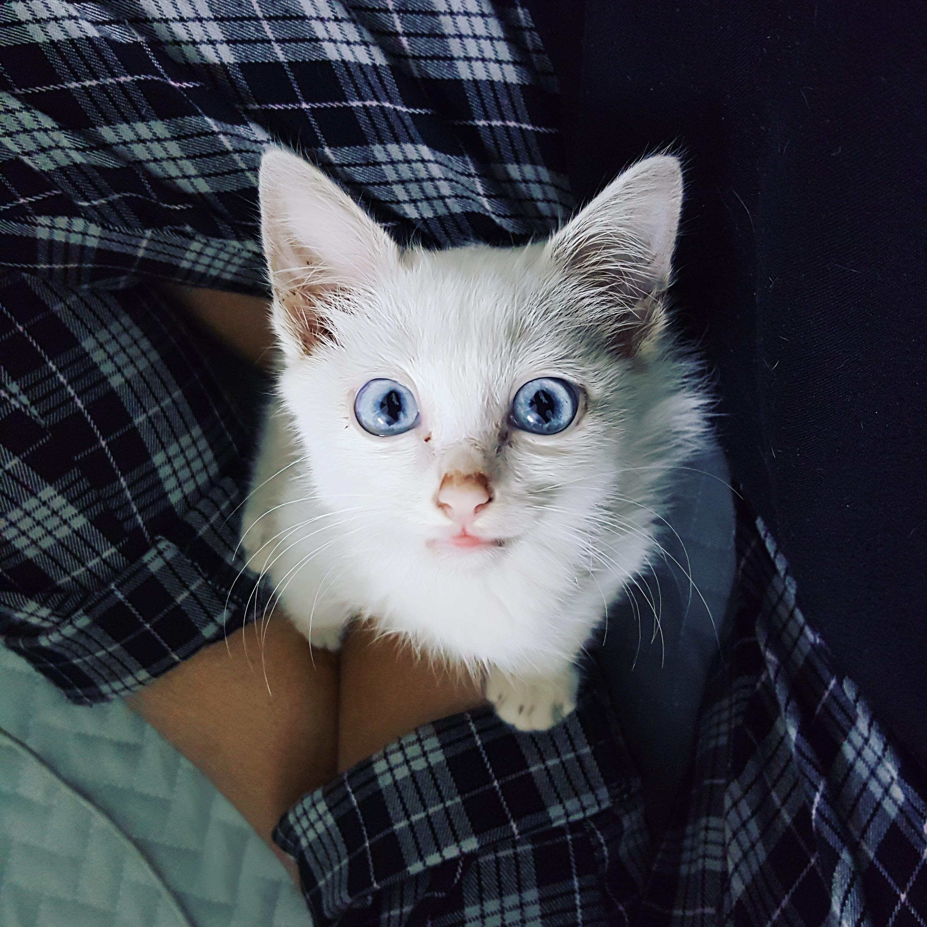 Meet Ki. I picked her up from a Pet adopt org. after they saved her on