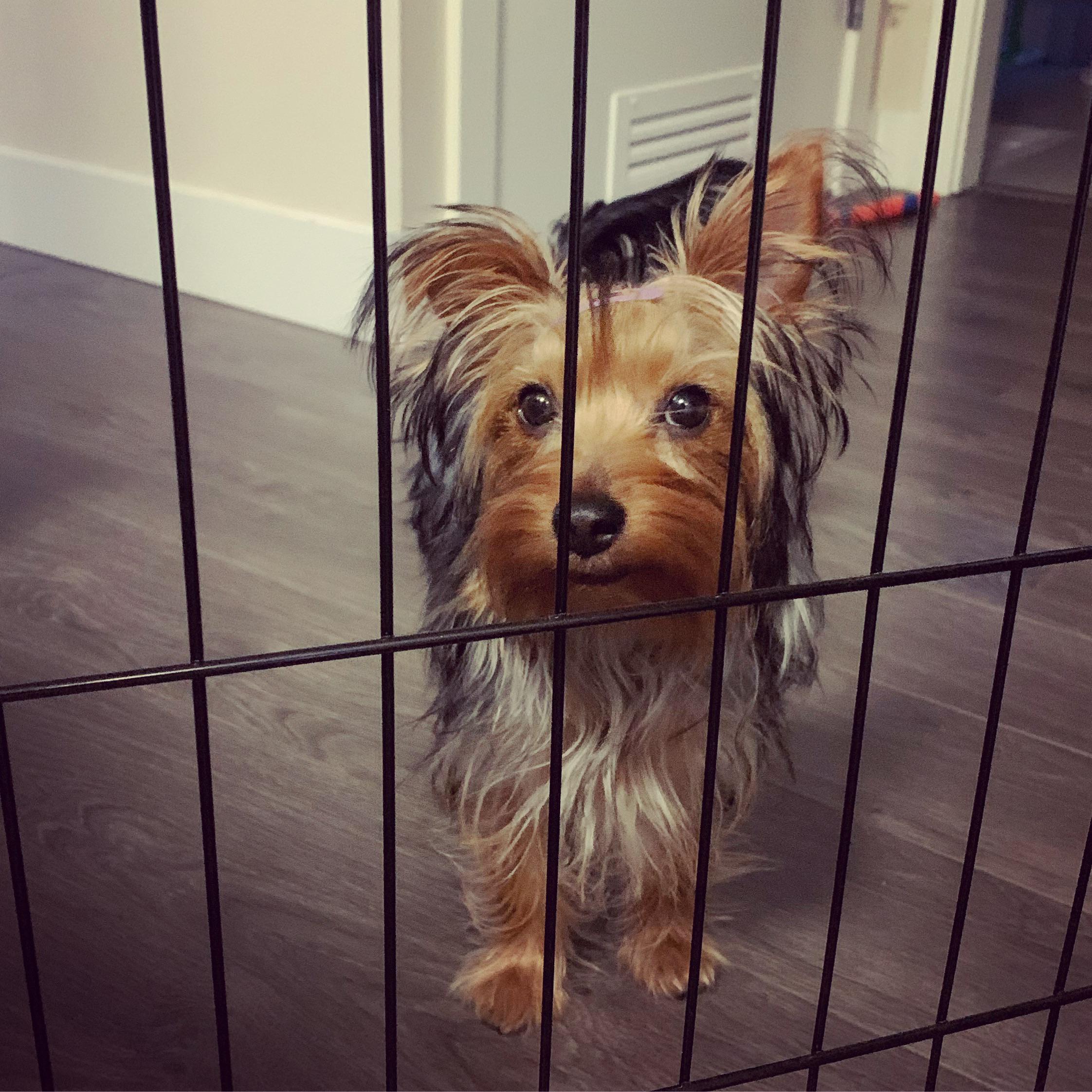 Our yorkie looking like she’s locked up in jail. Not happy. r/Yorkies
