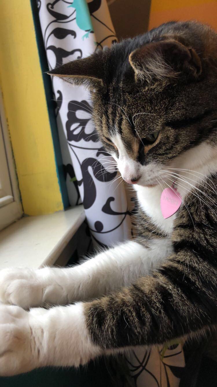 This is my cat S’mores. She’s sweet but antisocial and I love her