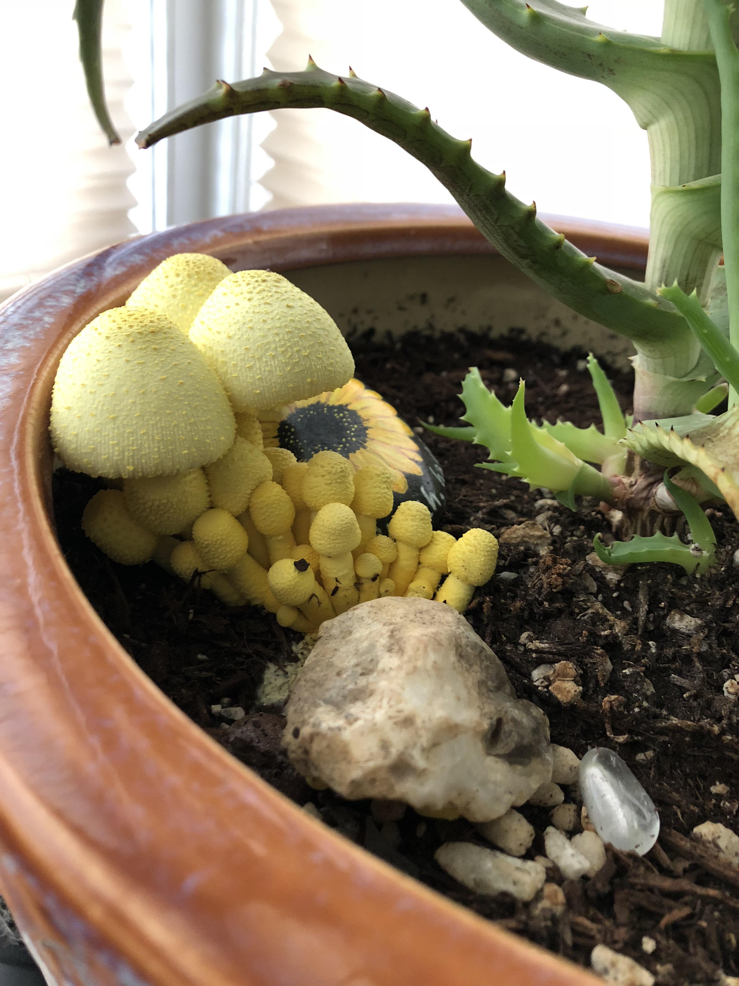 These little yellow beauties grow out of my aloe planter. It lasts