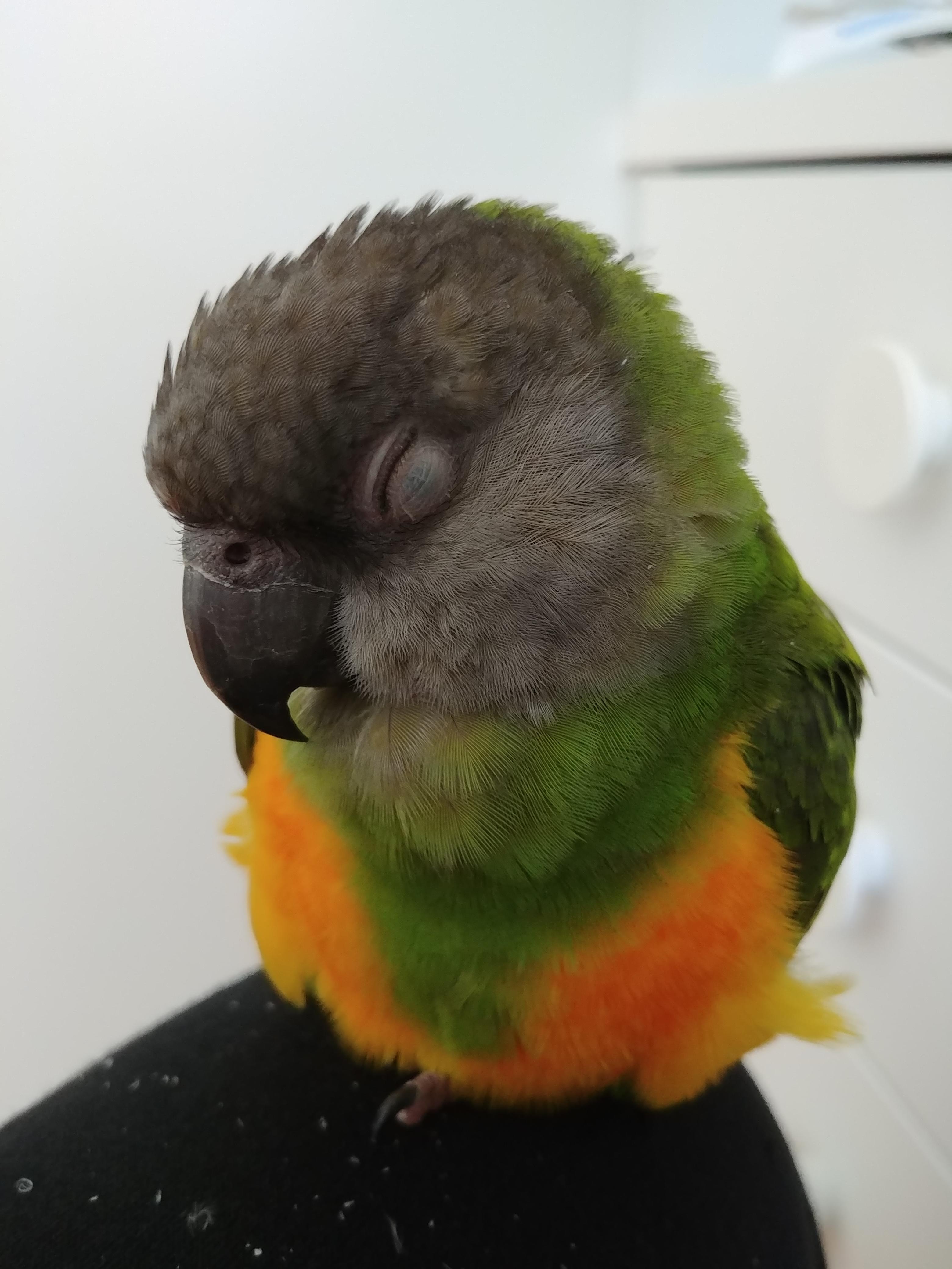 Sleepy baby r/parrots