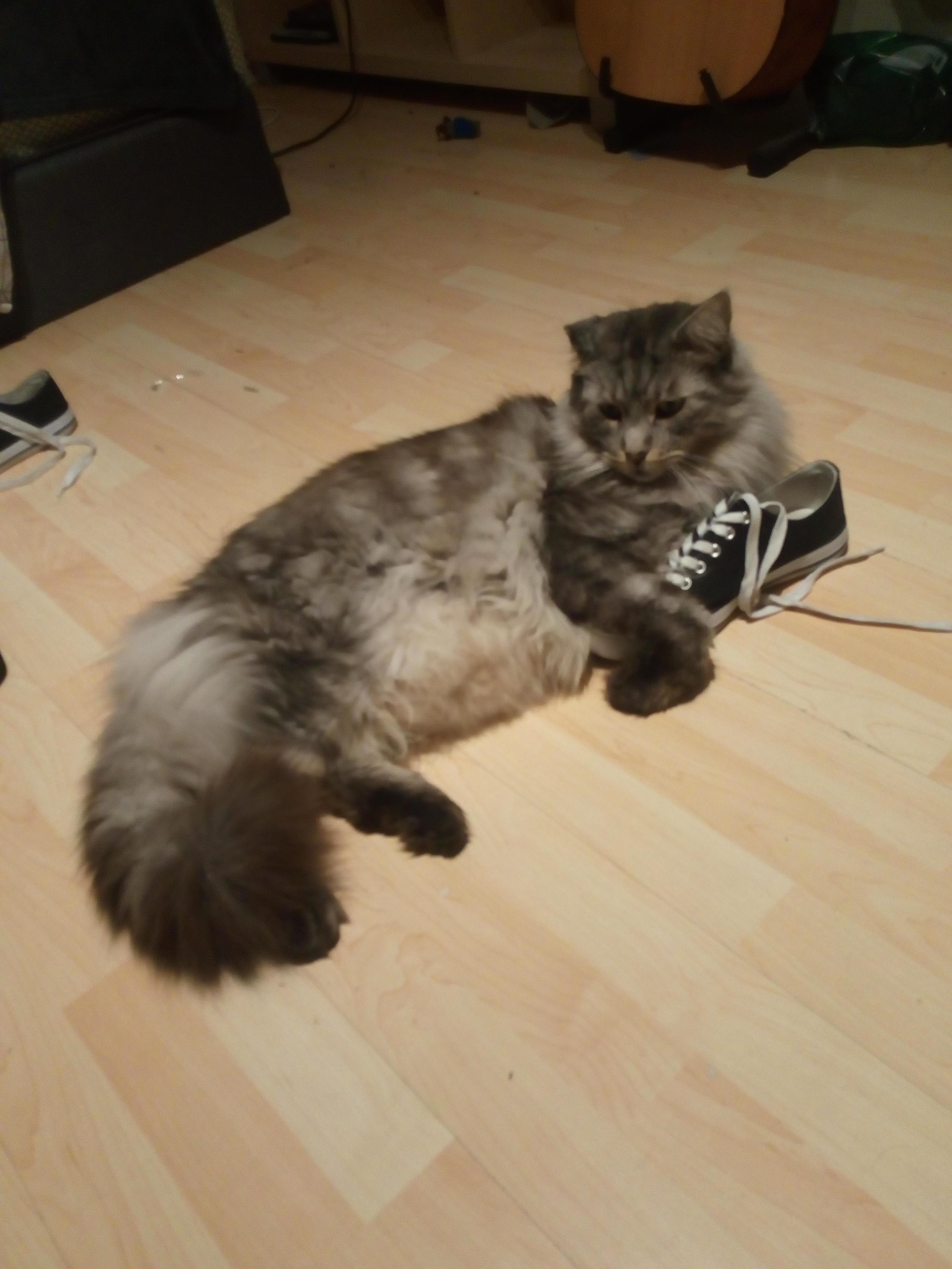 Massive cat is obsessed with my shoe. Yes he's actually gargantuan. r