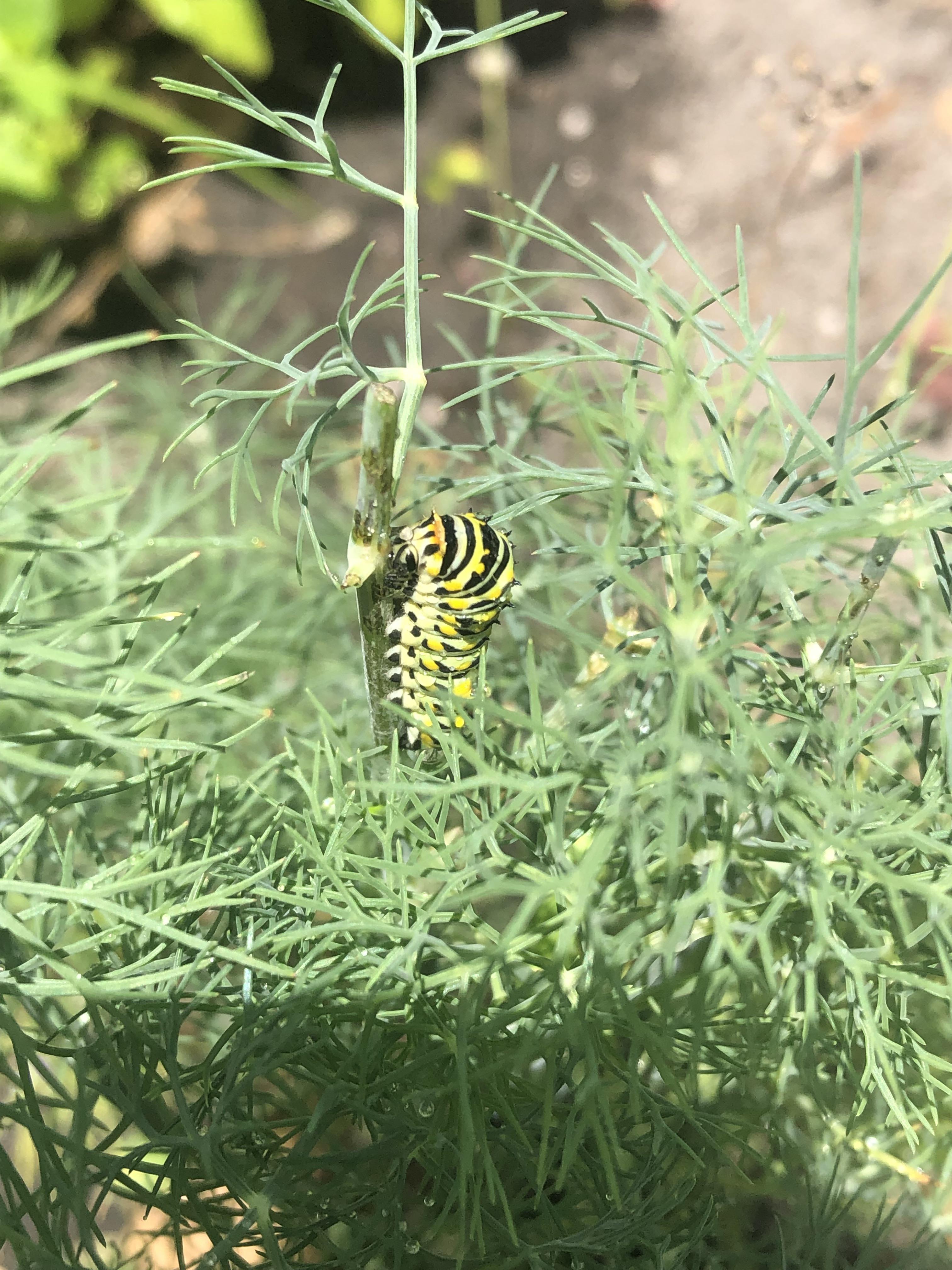 Dill Caterpillar? Does dill often attract caterpillars? r/gardening