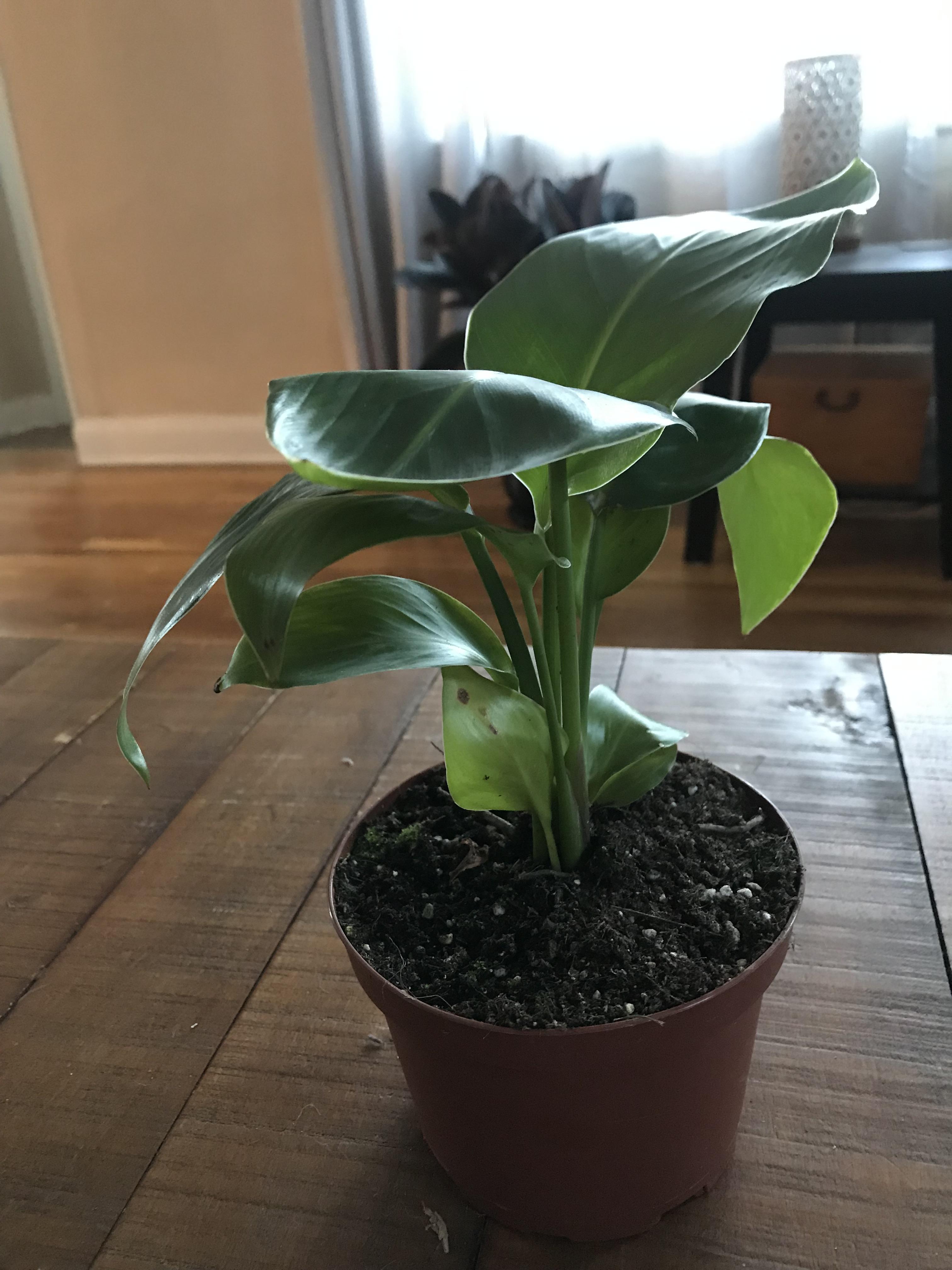 Friend brought this plant over for a housewarming gift.. love it but