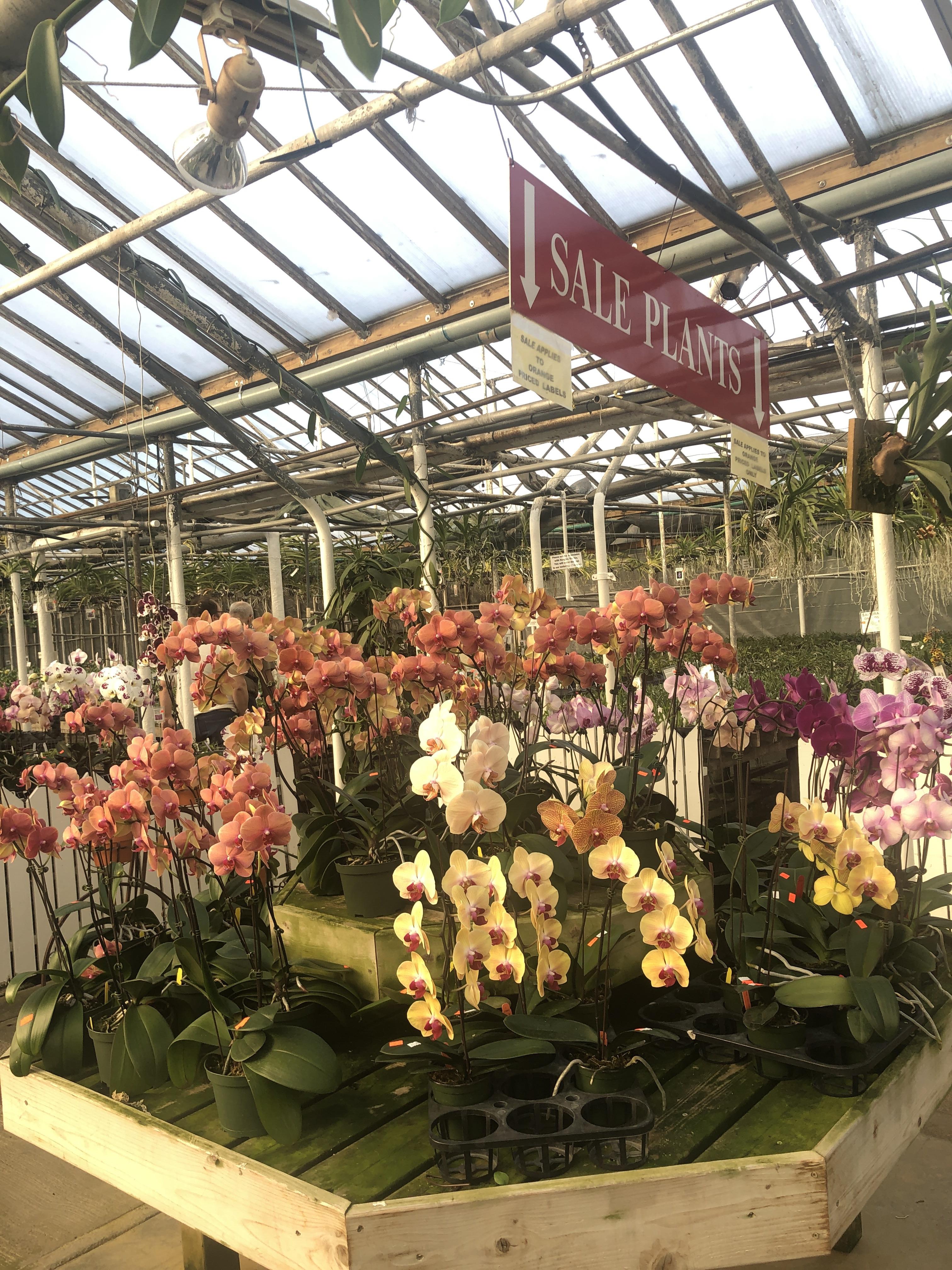 Hausermann’s orchid nursery r/orchids