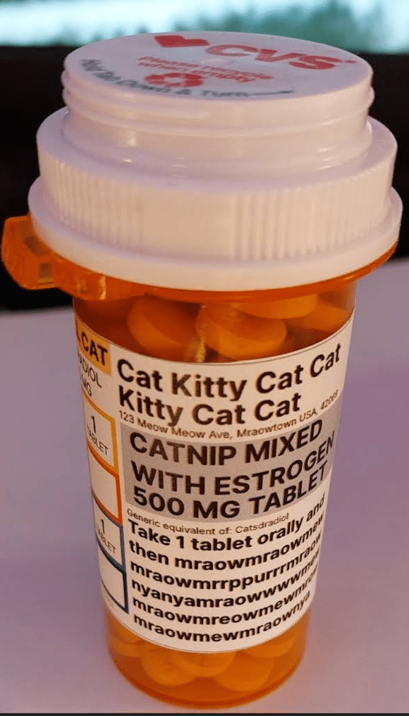 Babe are you okay? You haven't taken your femboy cat estrogen pills today... gentlefemdom