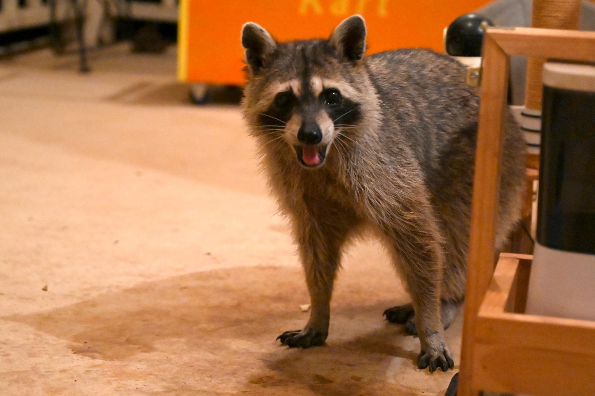 Thanks for the snacks r/Raccoons