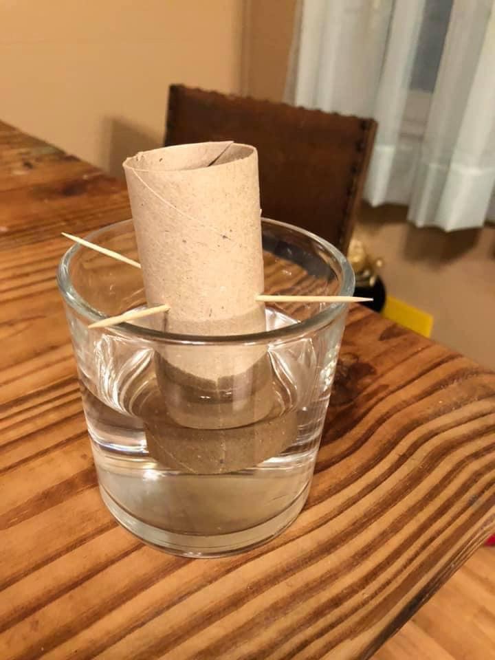 Trying to grow toilet paper r/pics