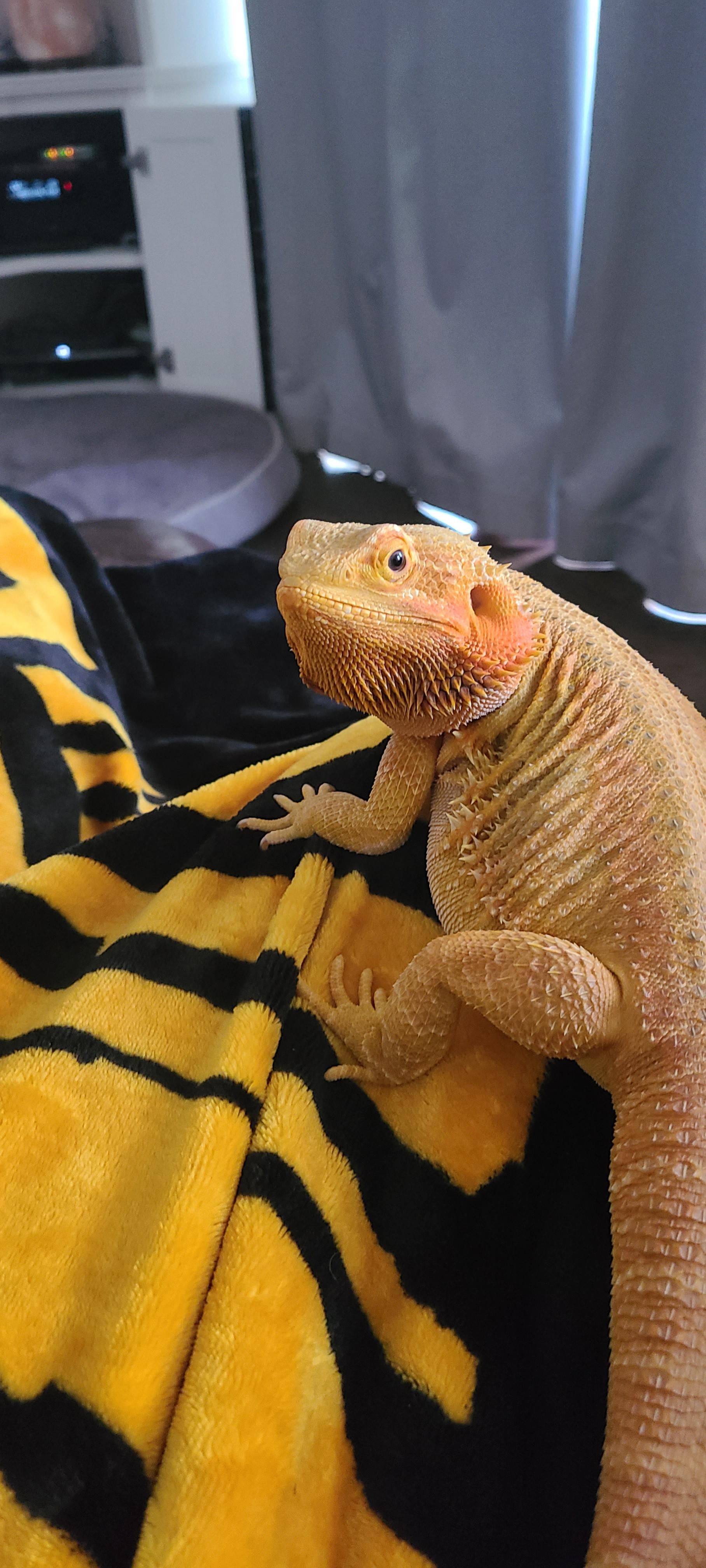 What are some crunchy teeth cleaning greens you feed your dragons