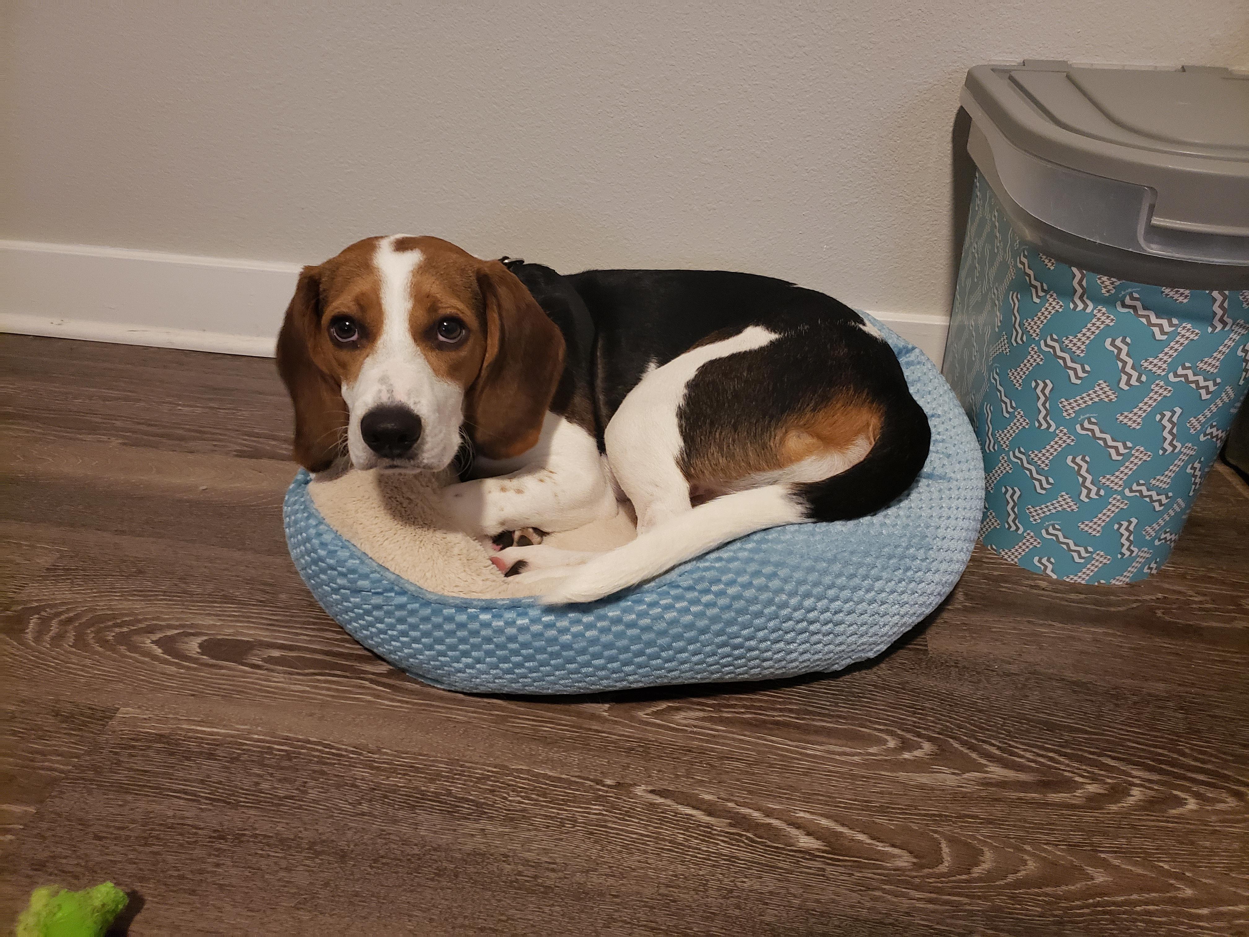 He doesn't want to admit he's getting a little too big for his first