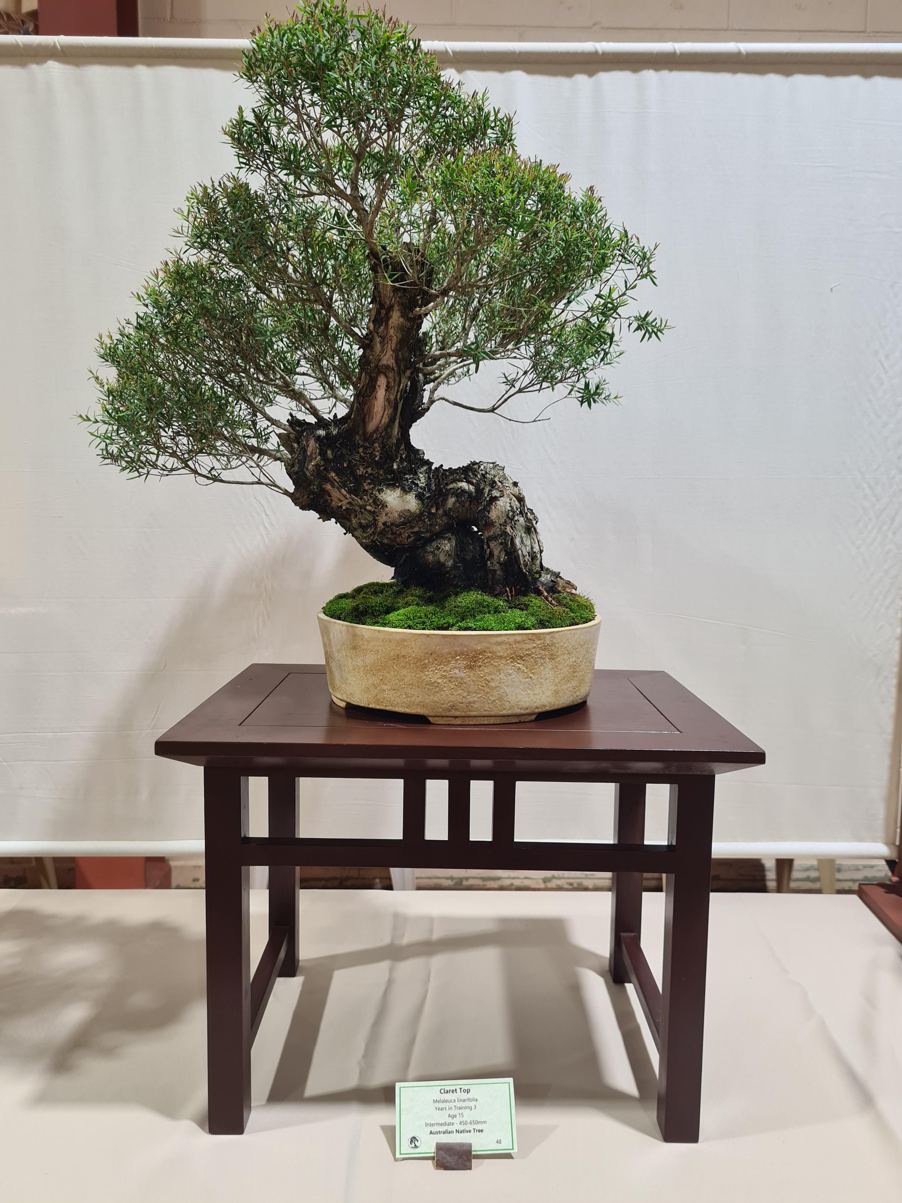 Native tree at Australian bonsai wxhibition r/BonsaiPorn