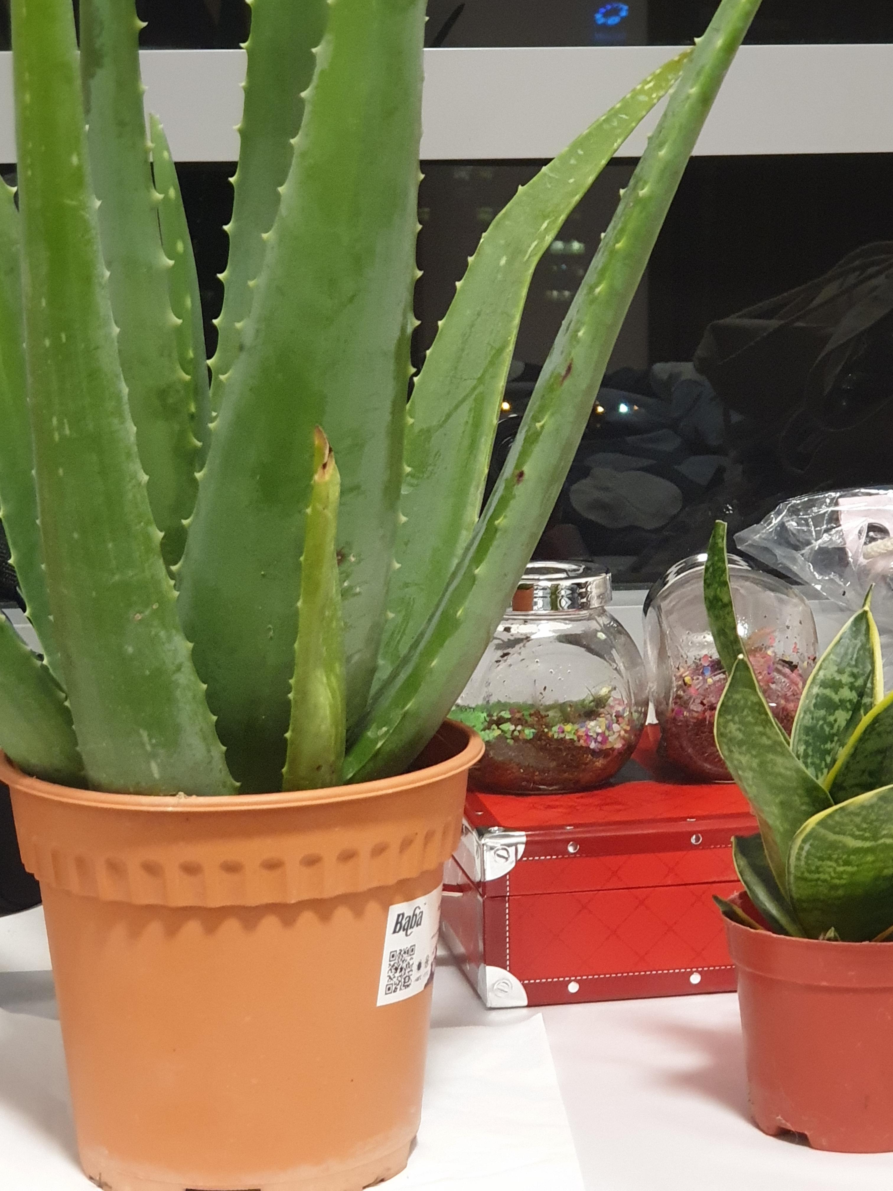 Just purchased my first aloe vera plant and sansevieria