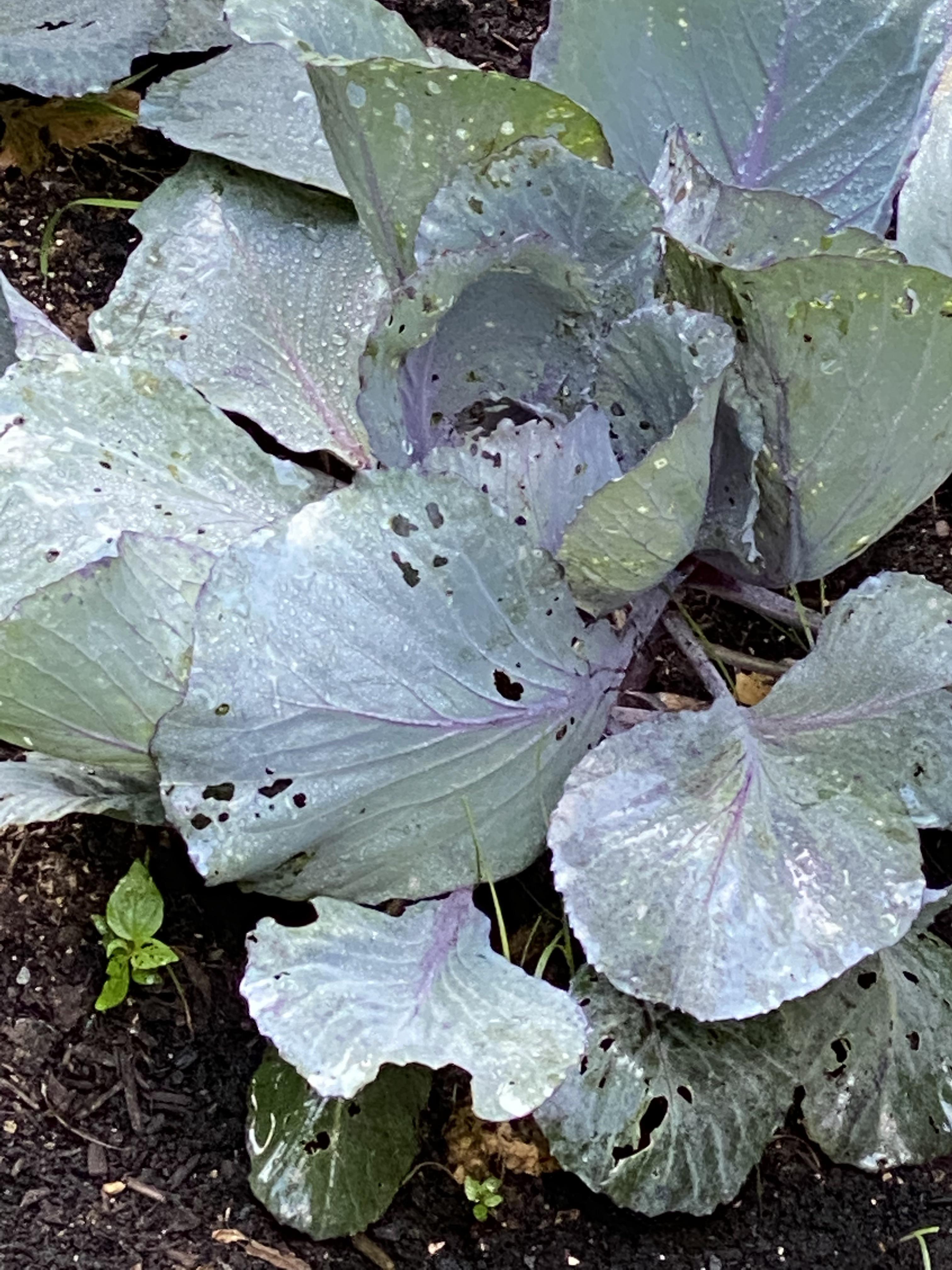 What eating my cabbage? r/gardening