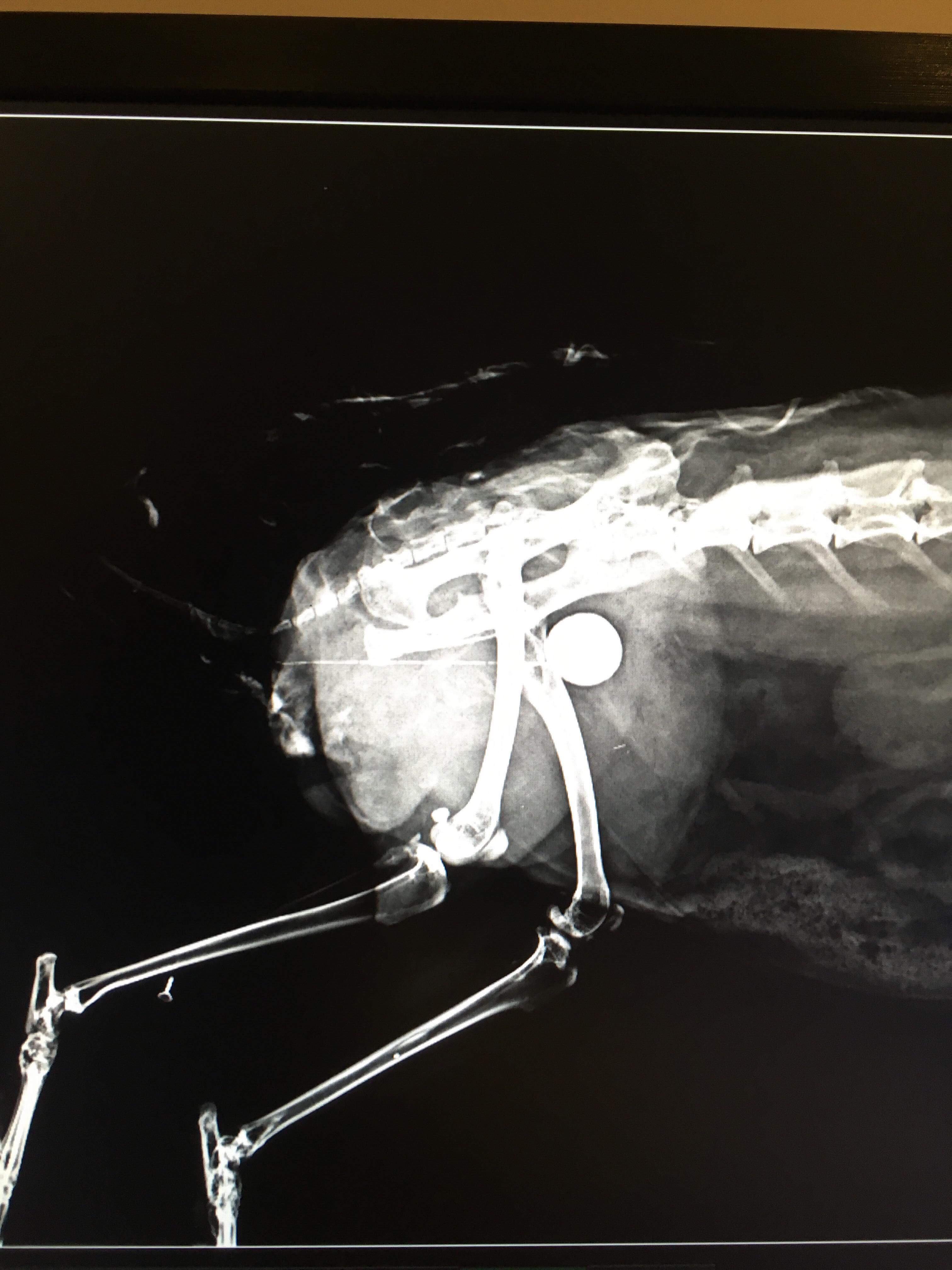 My Rabbit had surgery for a bladderstone r/Rabbits