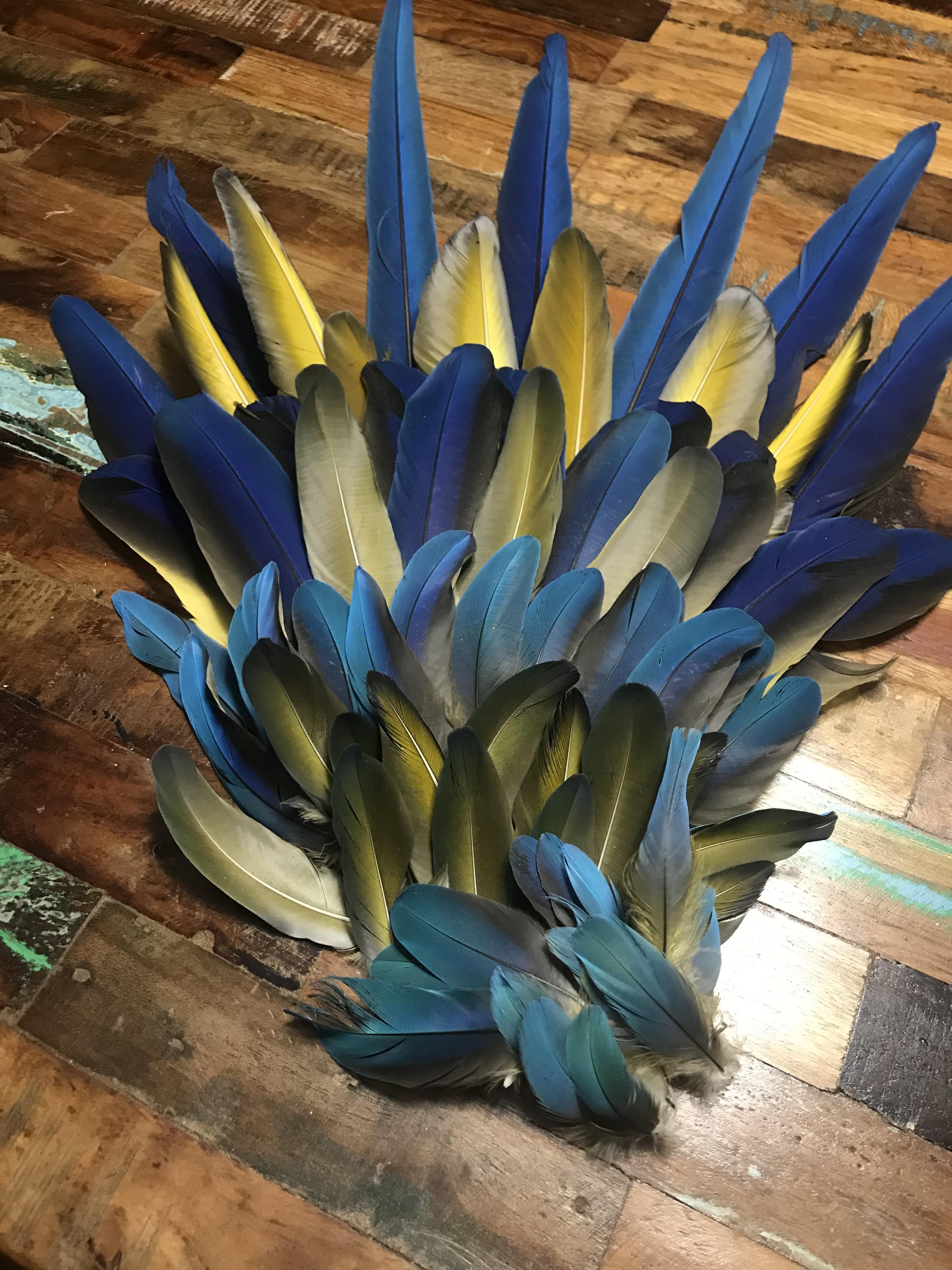 Macaw feathers I can’t bring myself to throw away my B&G Macaw’s