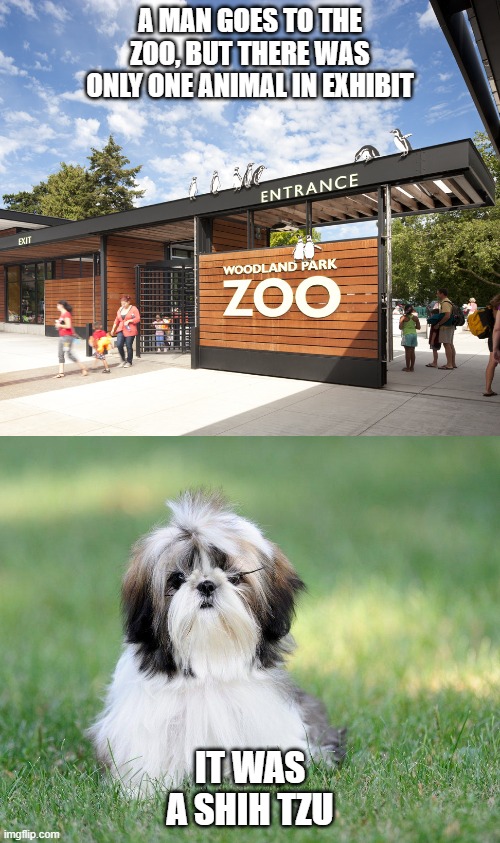 My favorite dad joke r/Shihtzu