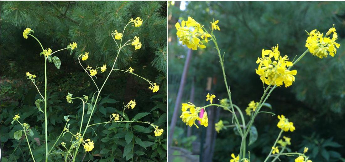 Seen all over along the roads, W Pennsylvania, it has very distinctive