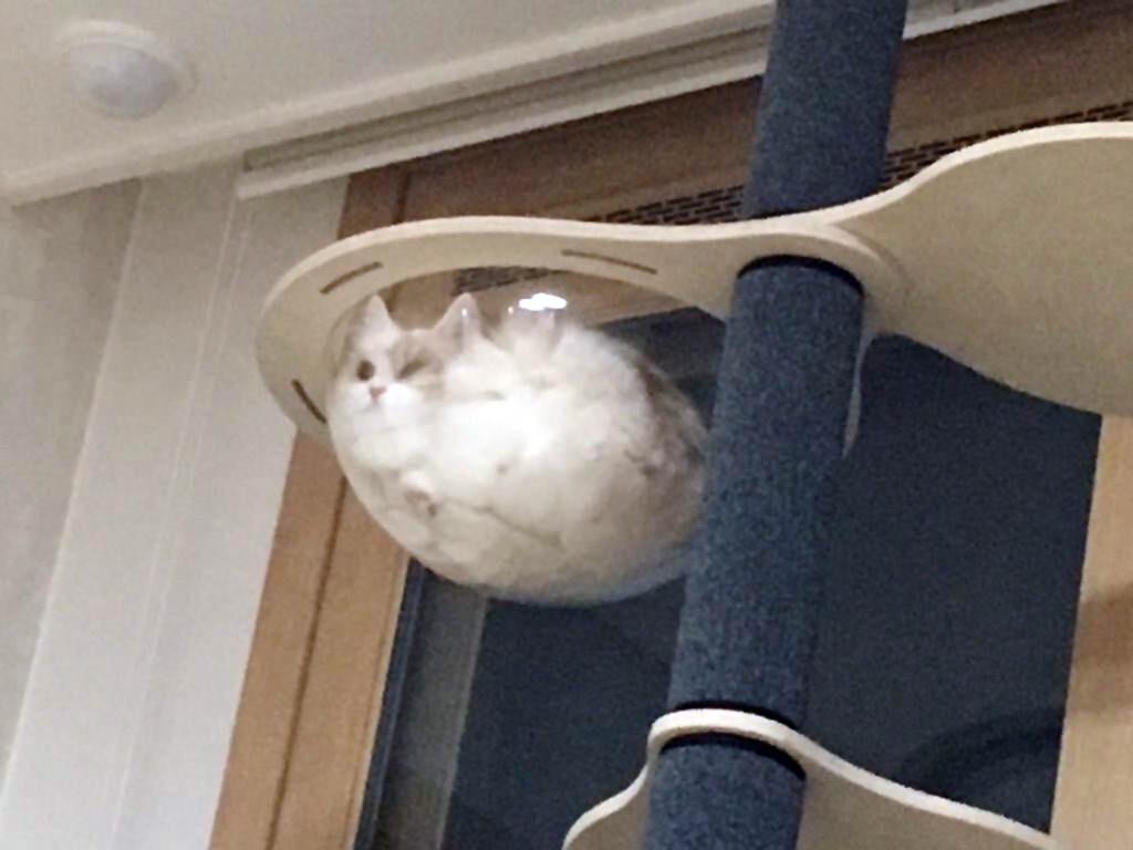 Bowl o cat r/catsareliquid