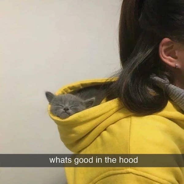 whats good in the hood r/HoodCats