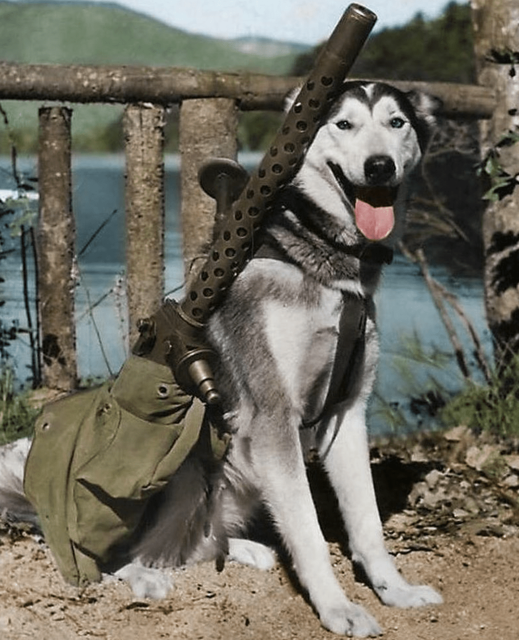 During World War II, many dogs were actively involved in