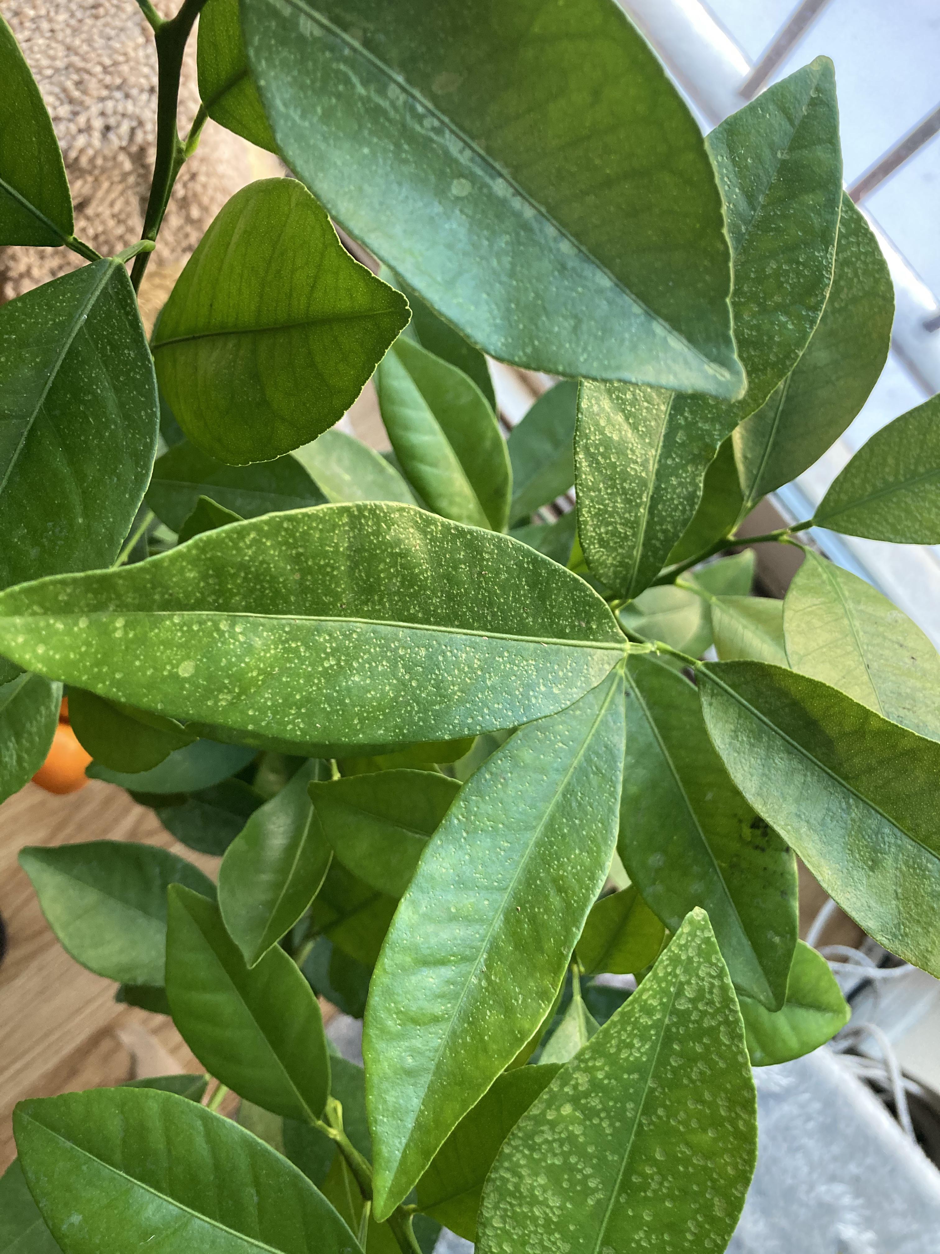 Stippling, curling and yellowing leaves on newly gifted calamondin