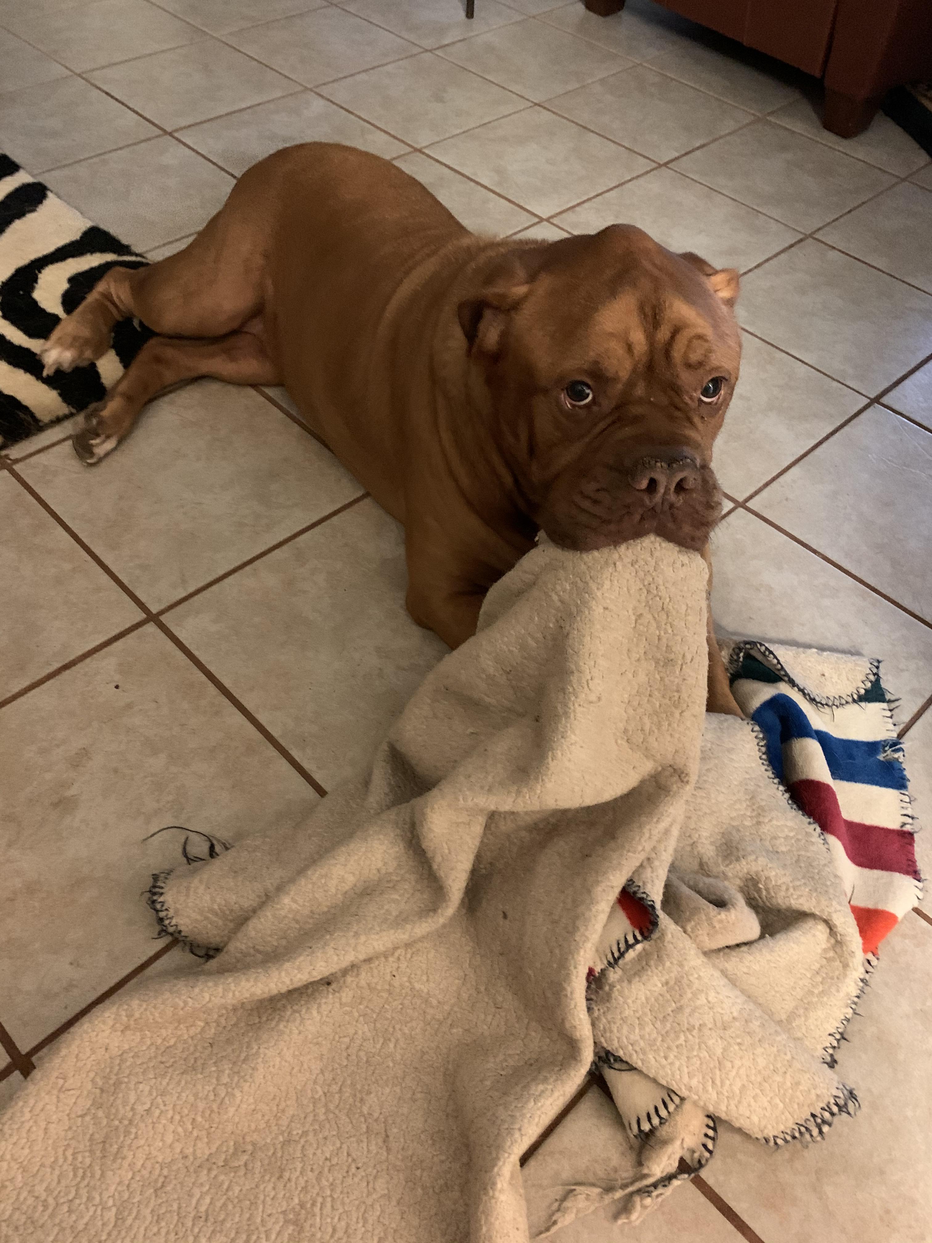 Lola, my grandmother’s dog, brings her blanket to you if she likes you r/aww