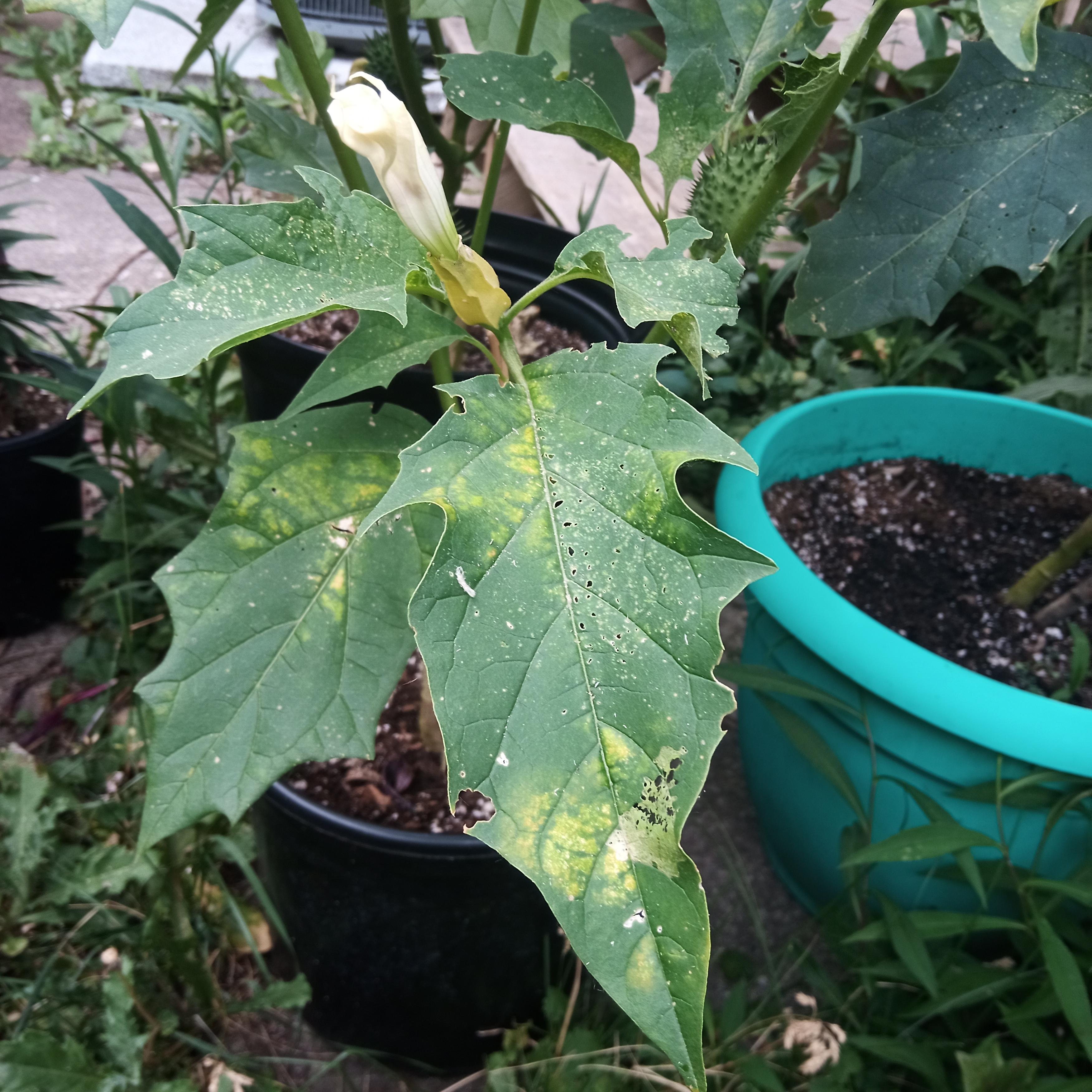What is eating my datura? Holes in the leaves, and discoloration r/Datura