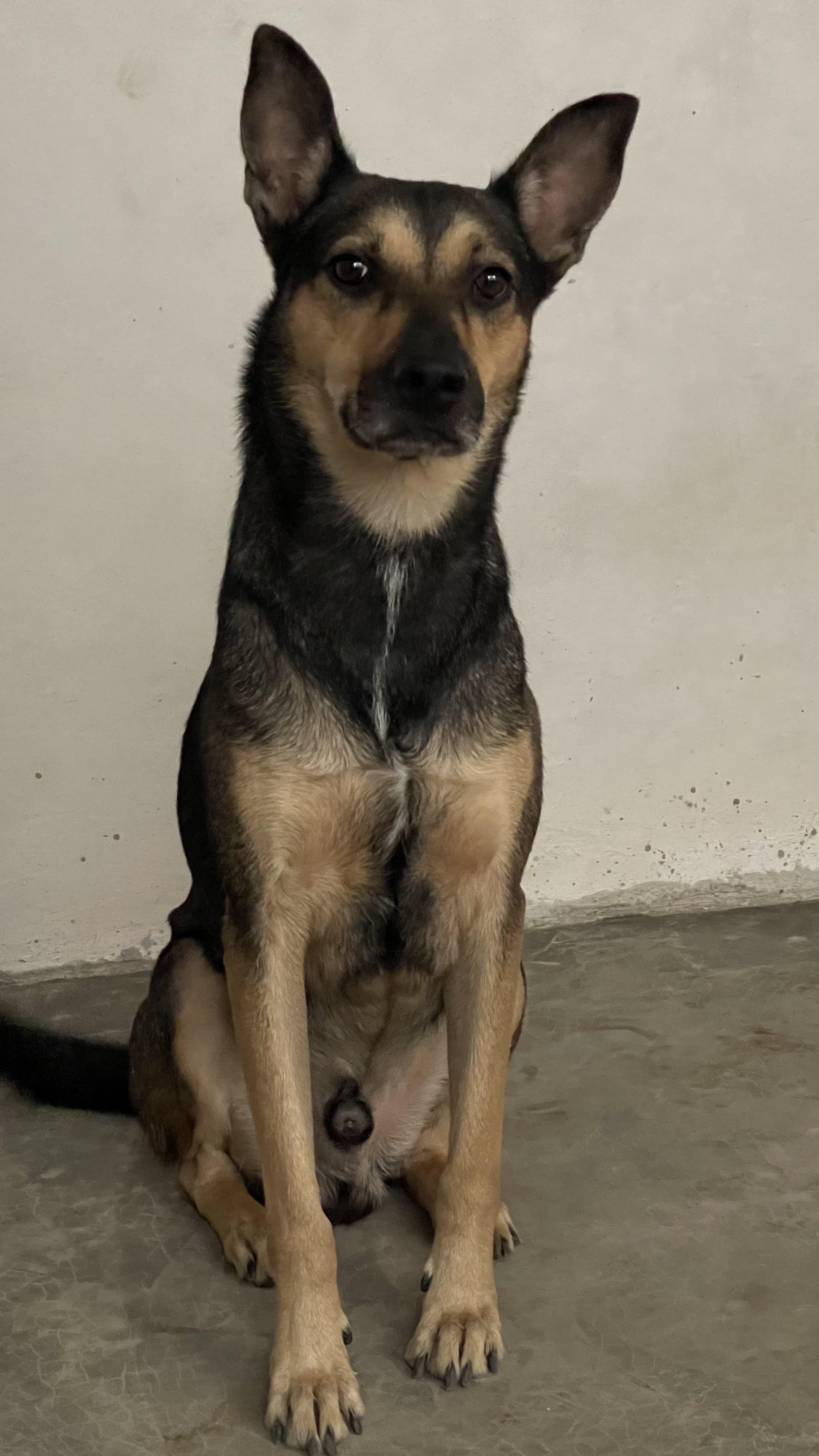 Small head, big body. Weird body proportions. IDmydog