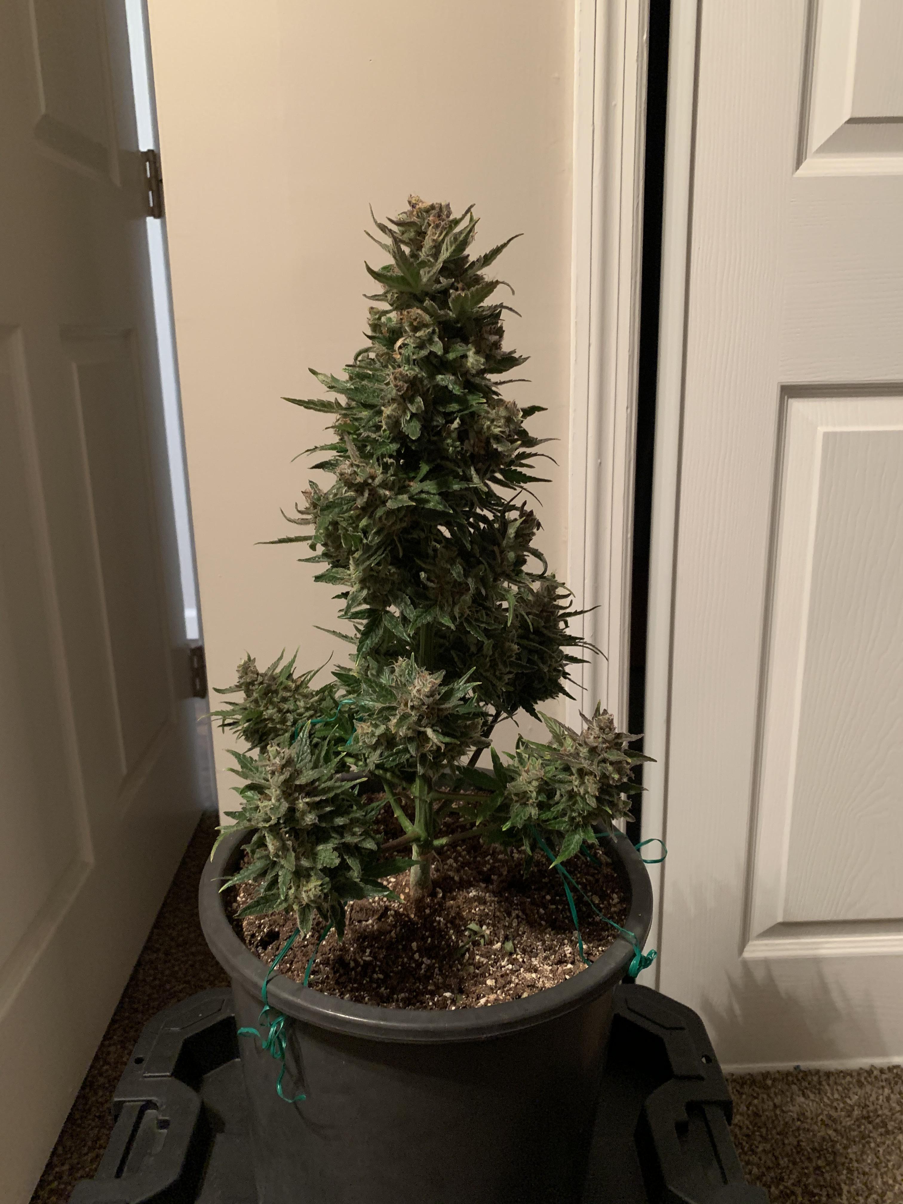 Big bud x northern lights one week older. She’s starting to fade a bit