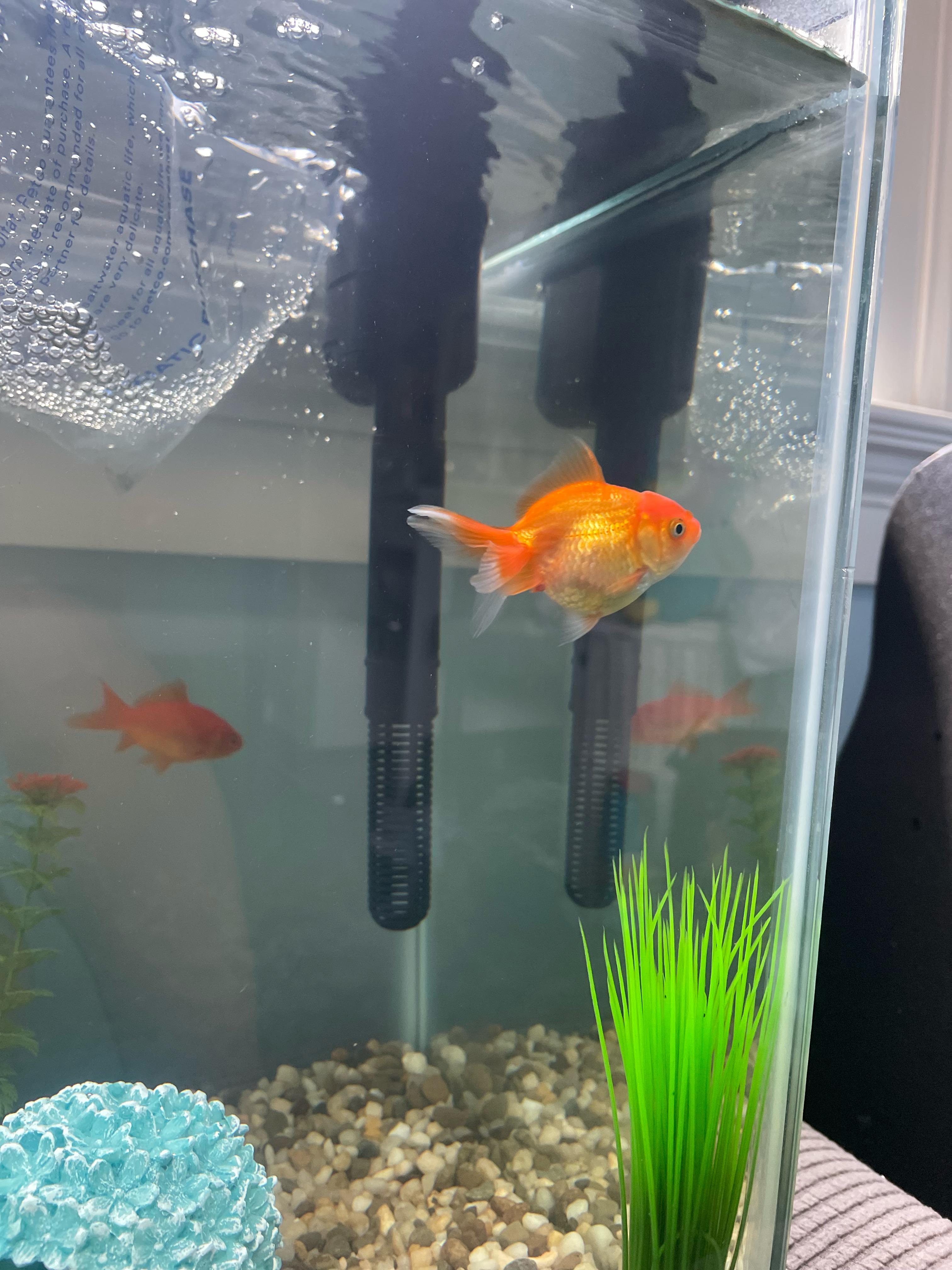 Goldfish Laying Eggs