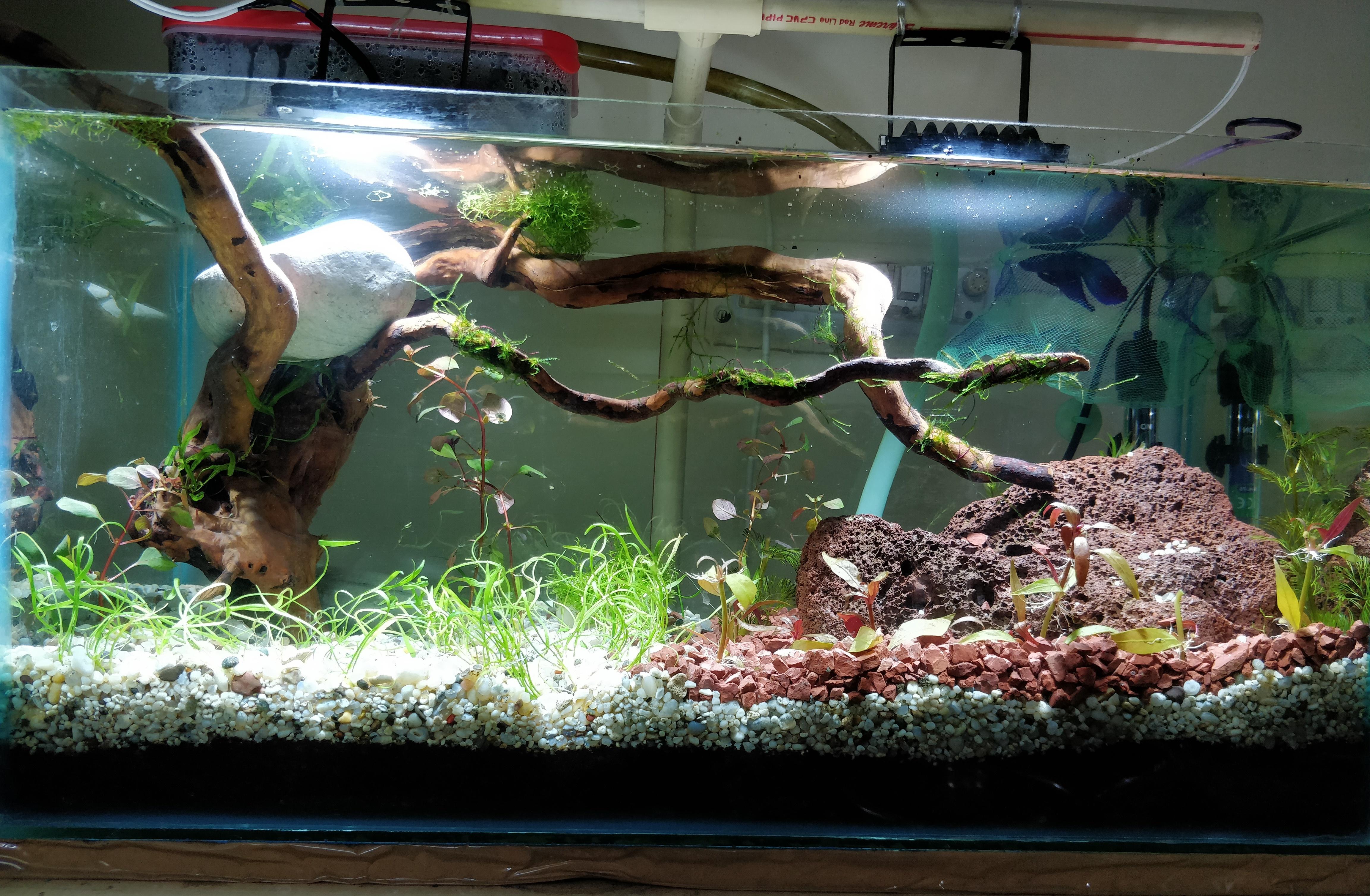 New tank setup! r/PlantedTank