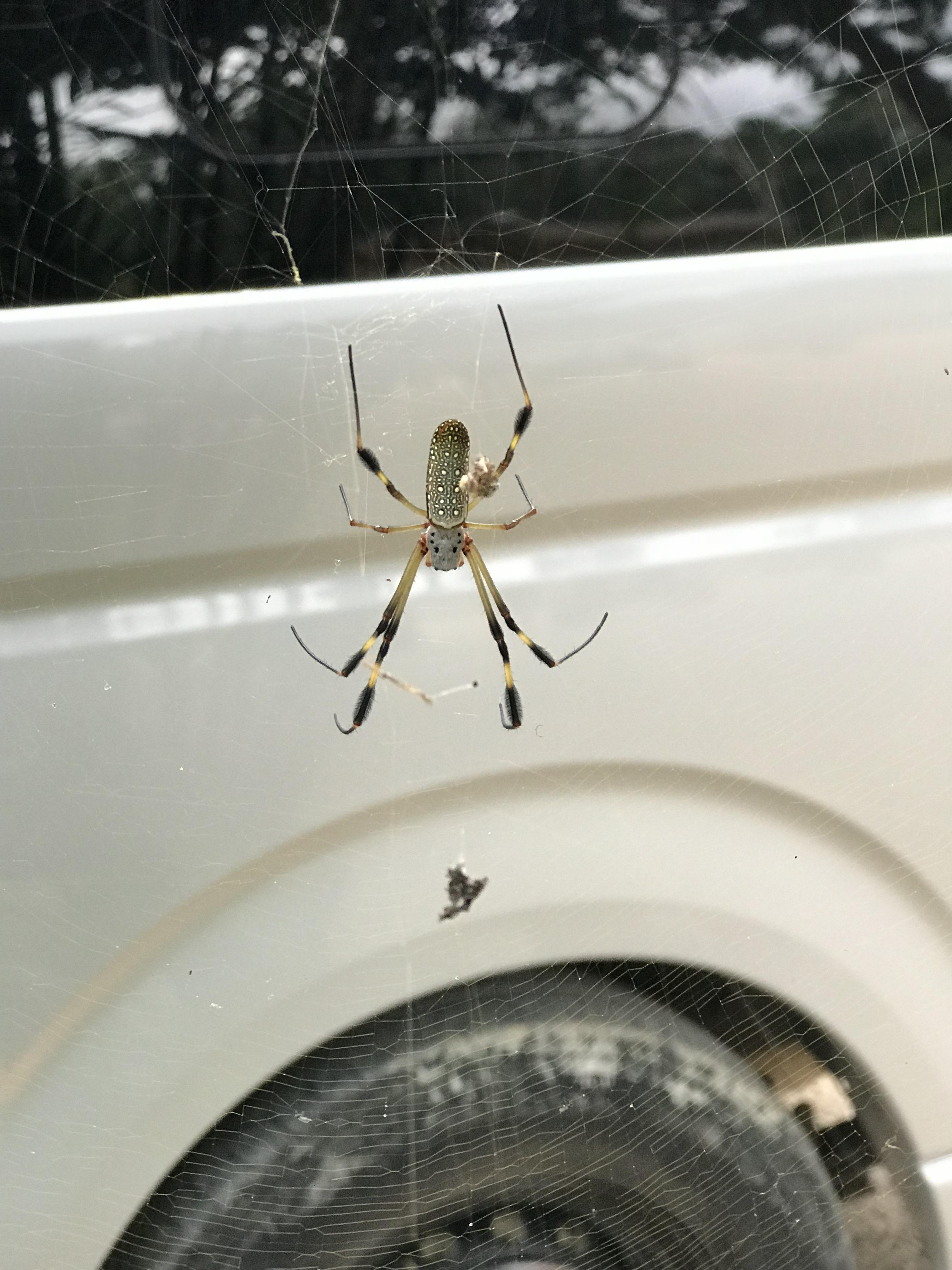Hi there! We found this spider today in the jungle near Tulum, Yucatan