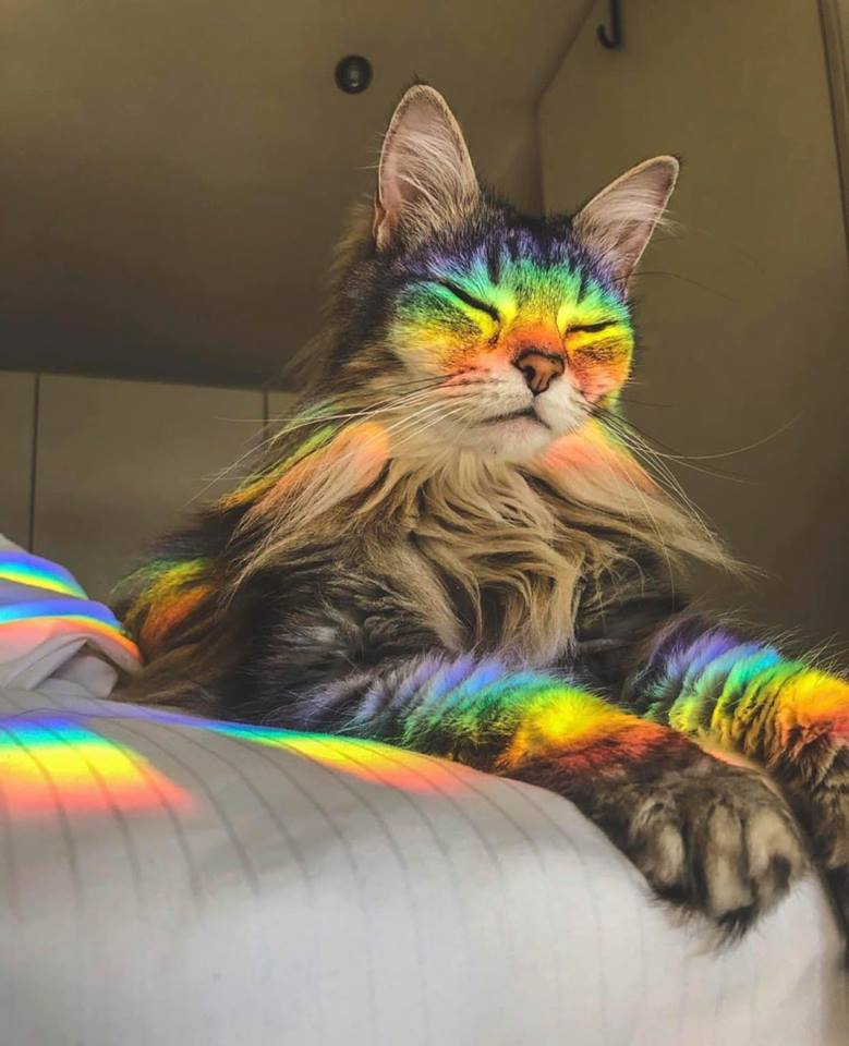 Rainbow Kitten r/MadeMeSmile