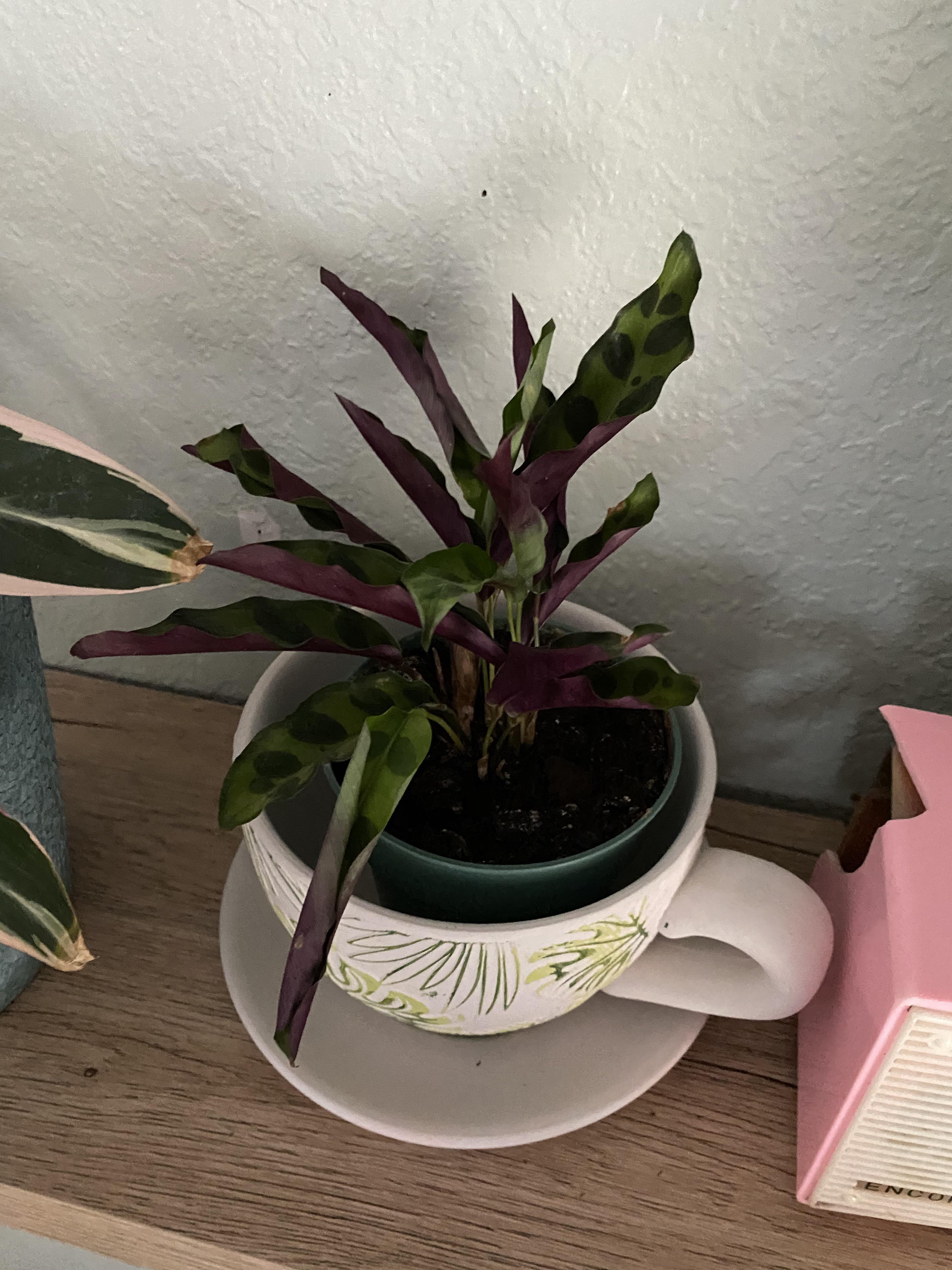 Rattlesnake calathea leaves curling, I’ve let it soak in water with no