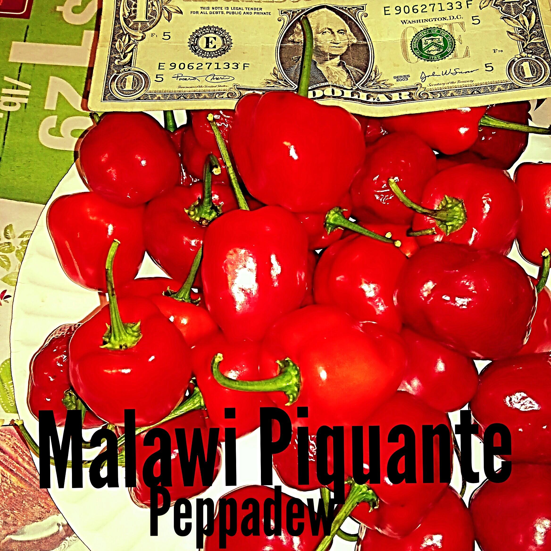 Peppadew peppers from last year. A South African wild pepper great for stuffing. Produced about