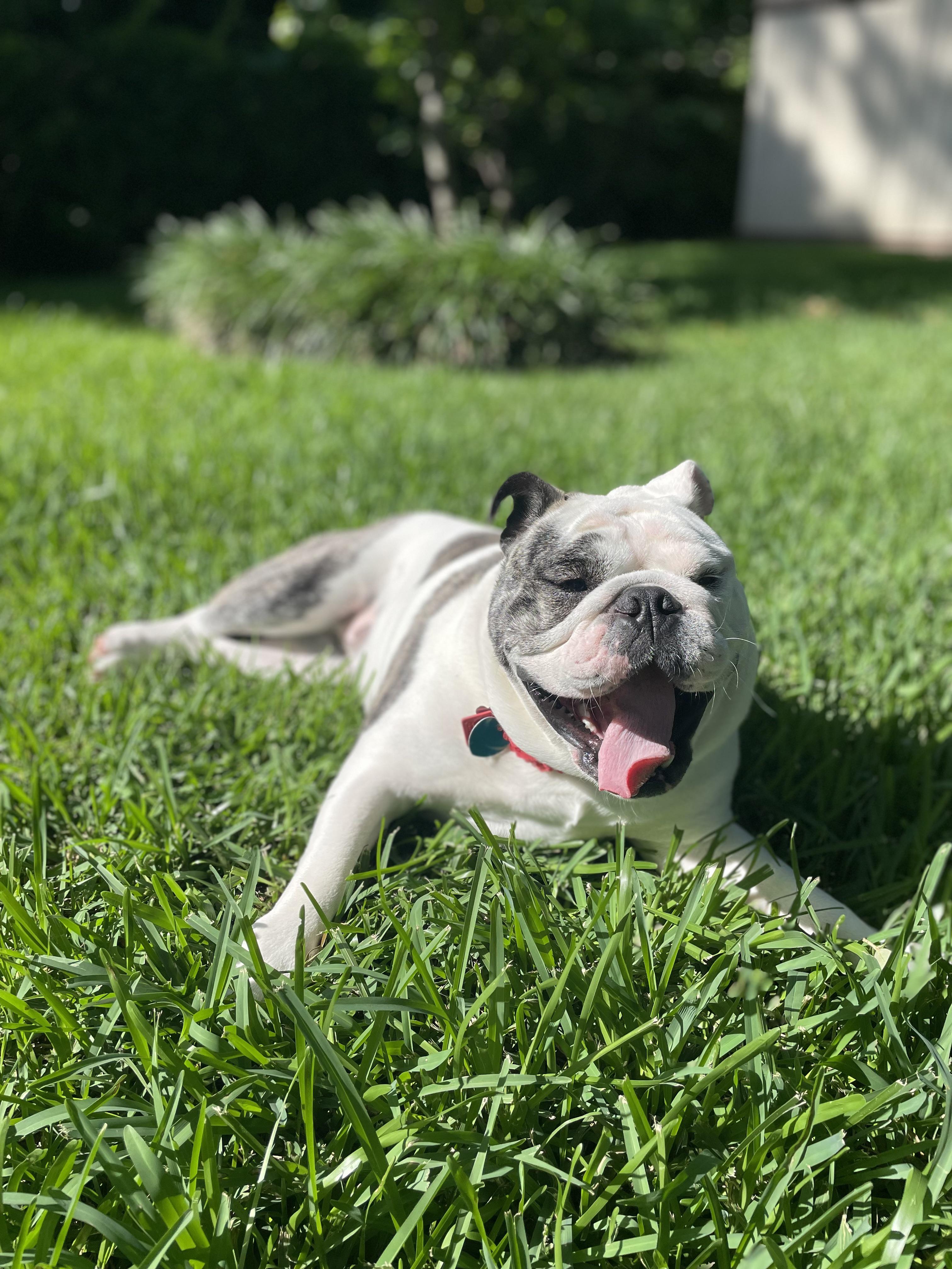 Summer time and the living is easy r/Bulldogs