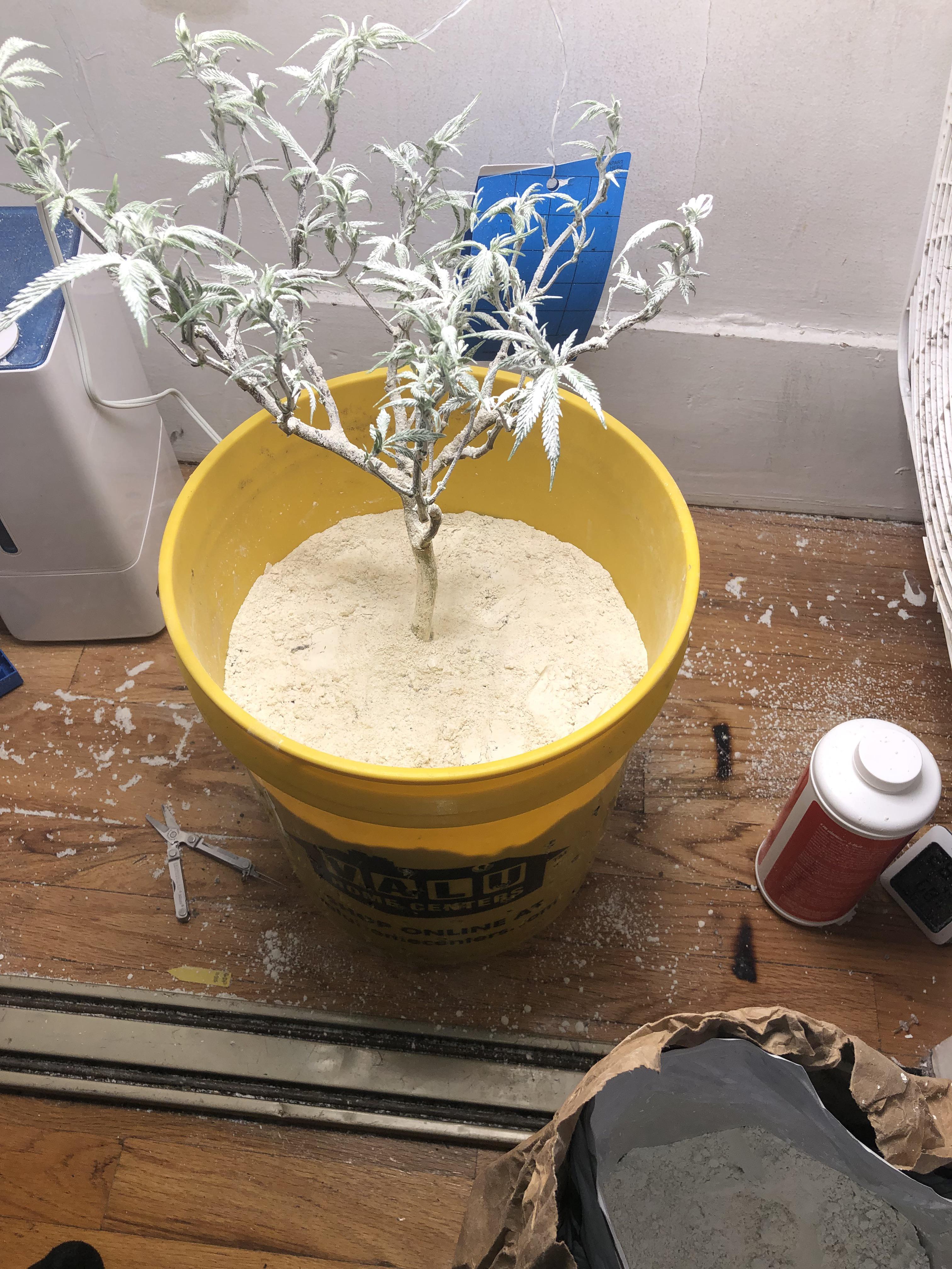 Will Diatomaceous Earth Kill Mites On Dogs