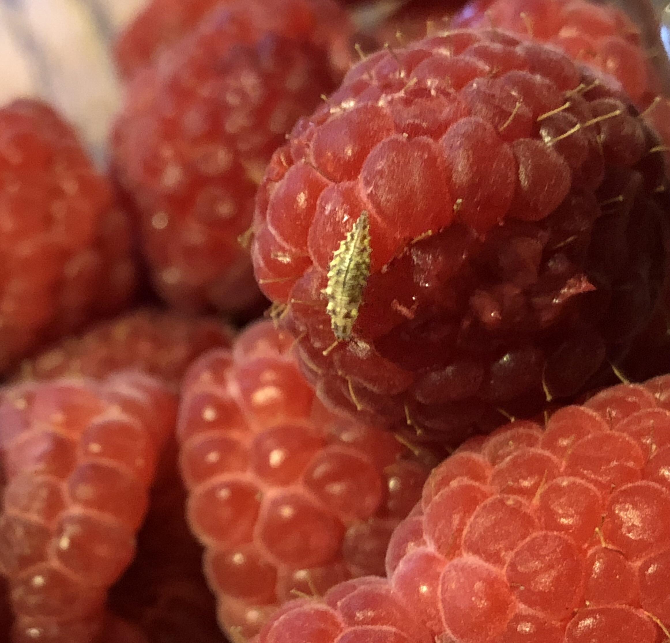 Bought some raspberries yesterday, went to eat them today and this