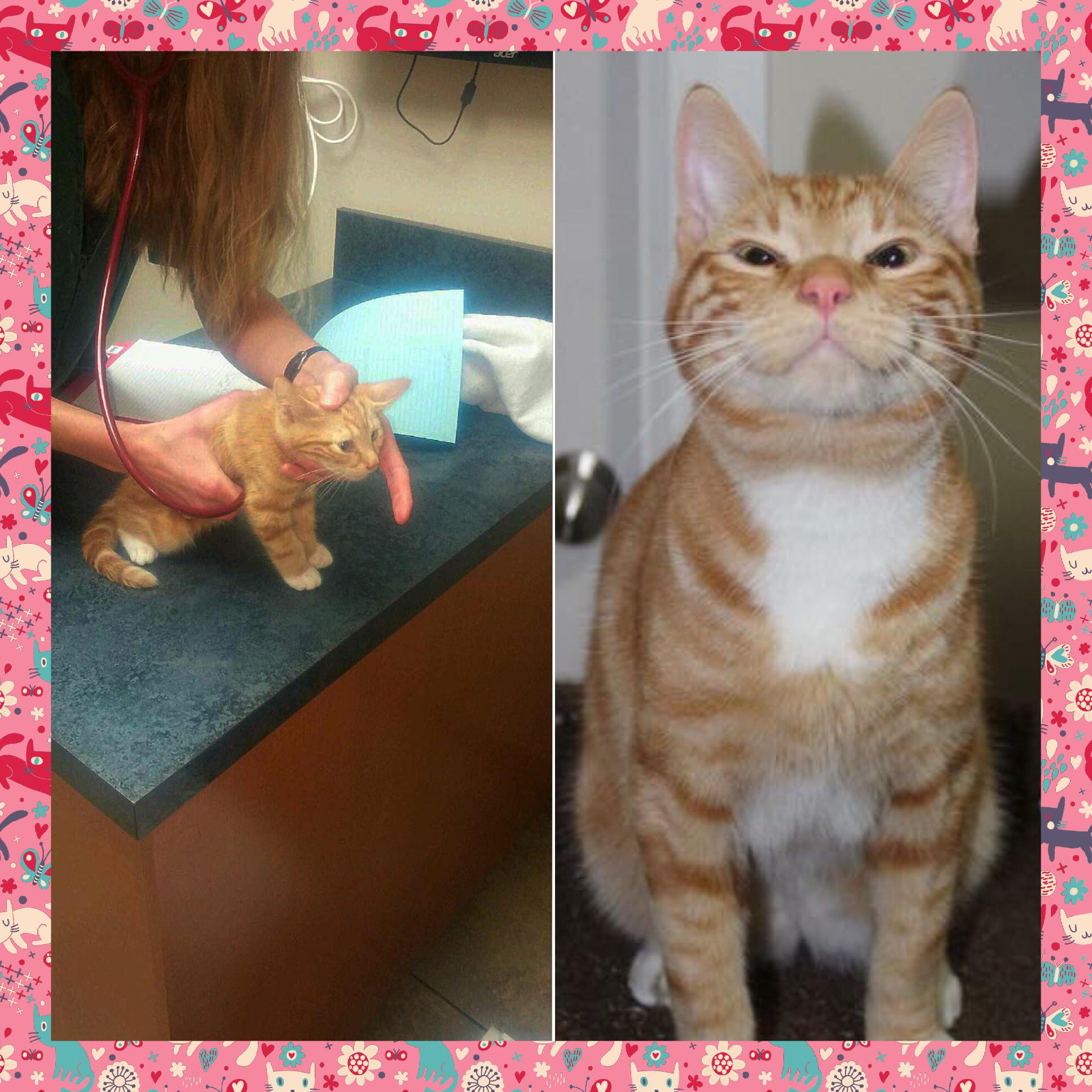 Can cats hear your heartbeat The Conservative Nut