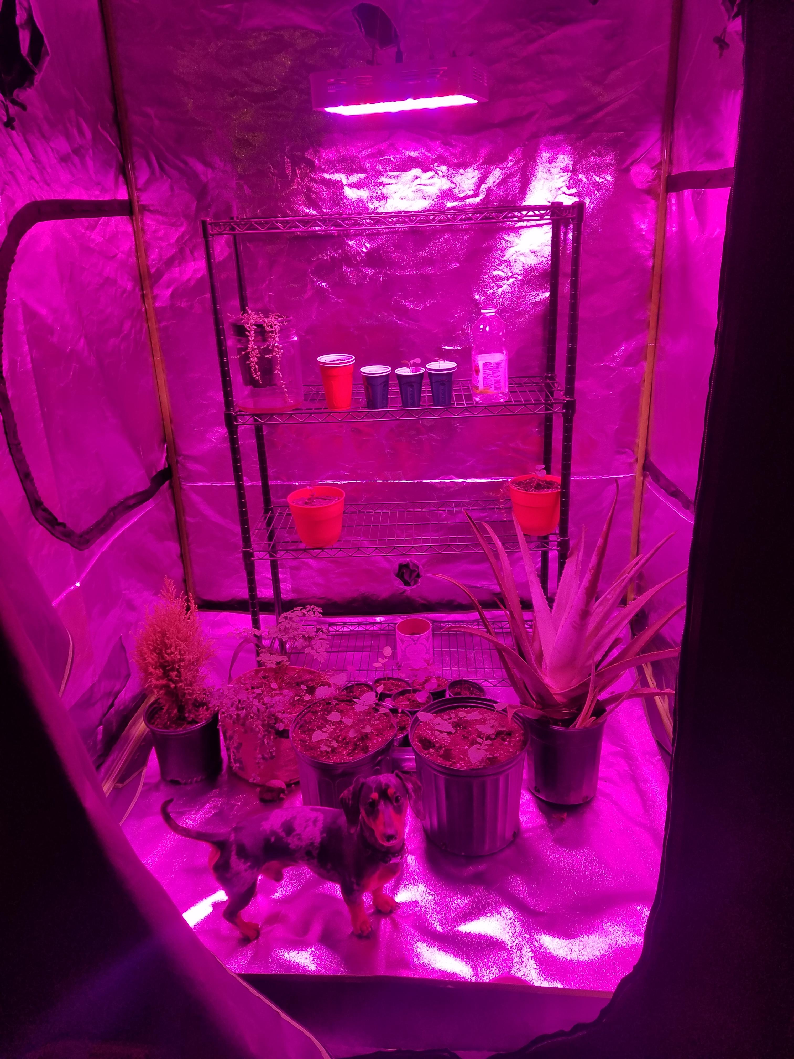 Getting into indoor gardening so these are my first few plants in a 5x5