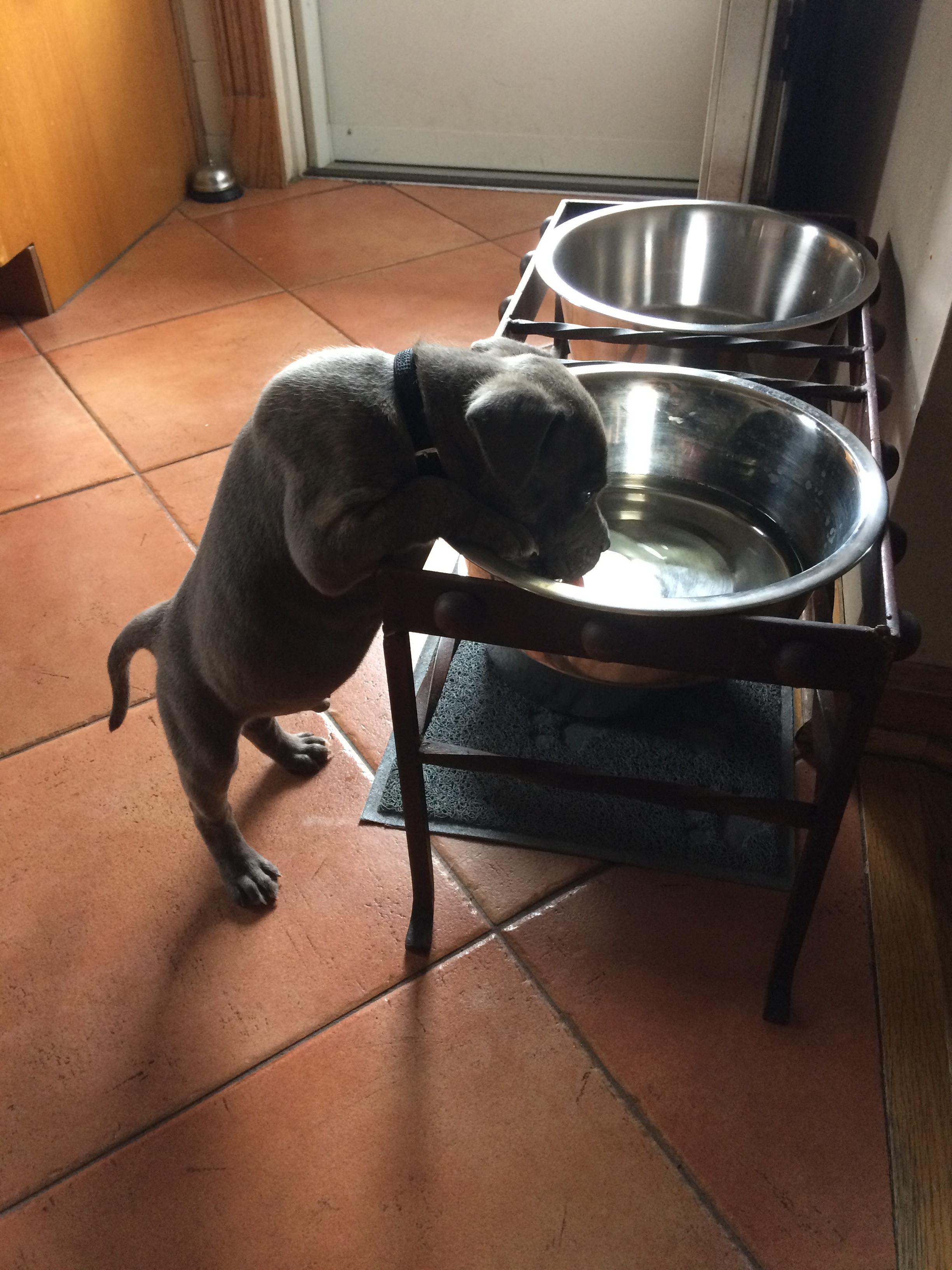 My new puppy likes to drink out of my other dog's water bowl. r/aww