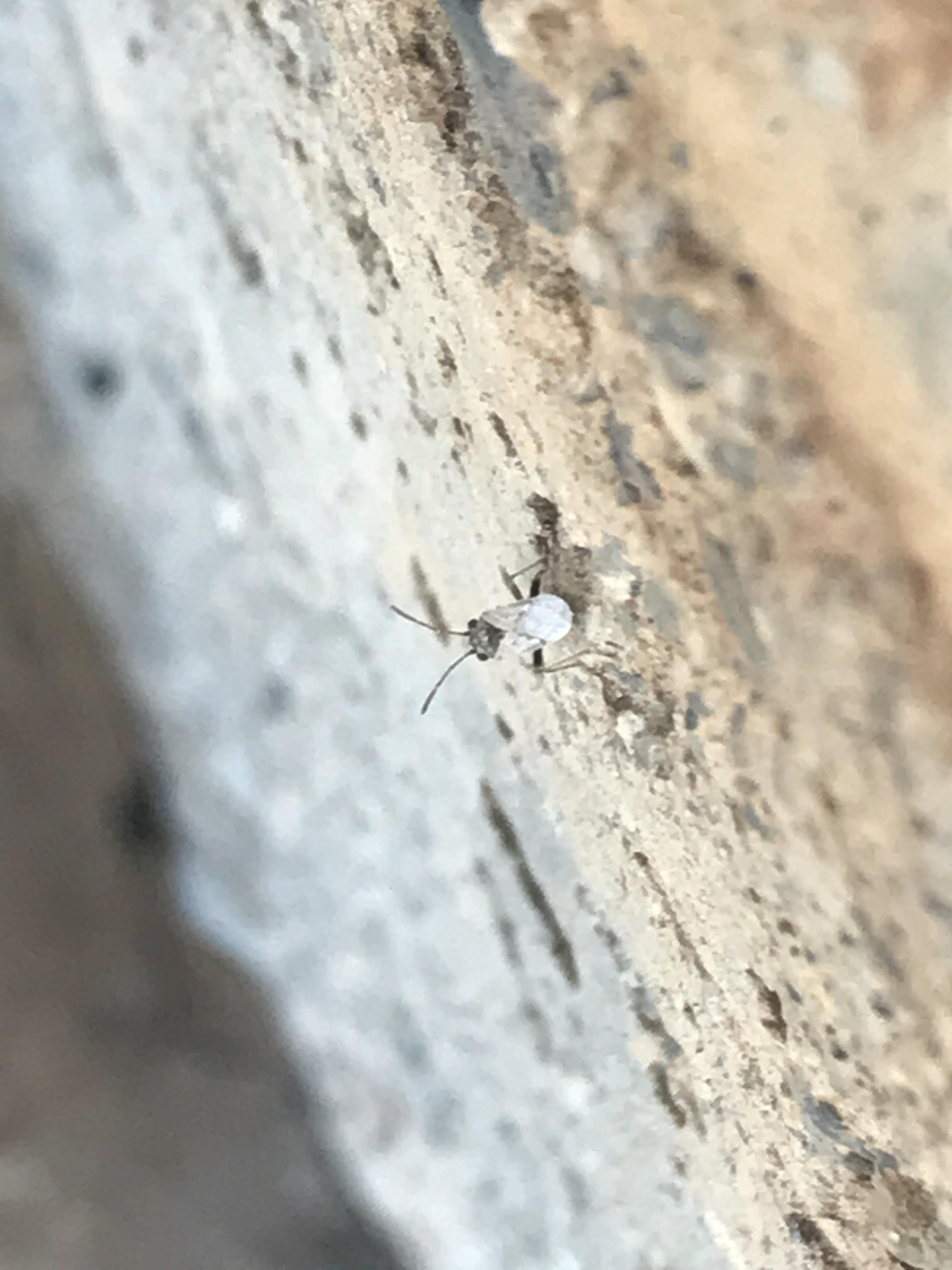 Tons of these bugs in my room? What are they?! r/whatsthisbug