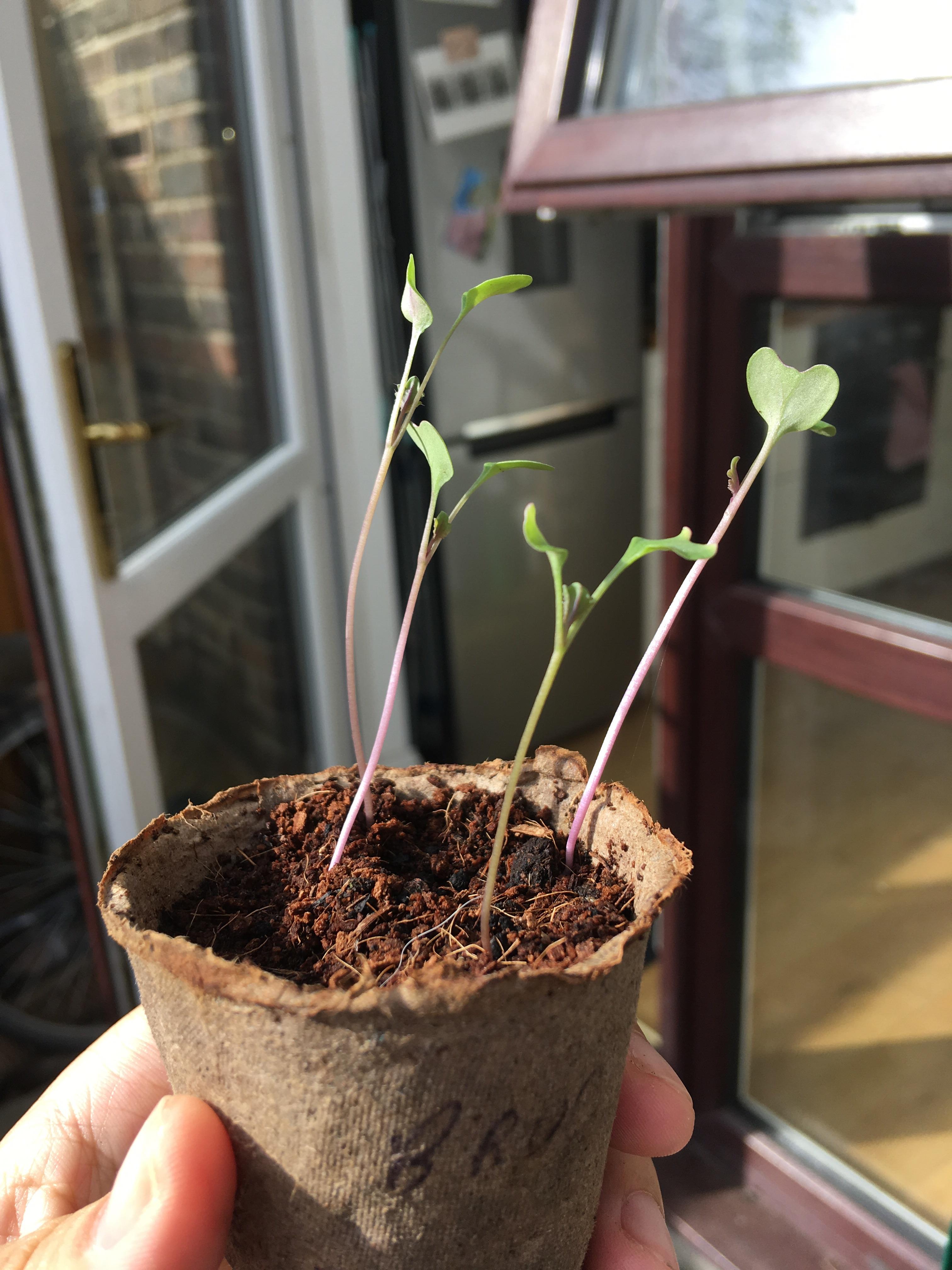 Is my purple sprouting broccoli too leggy? Should I plant them now? r