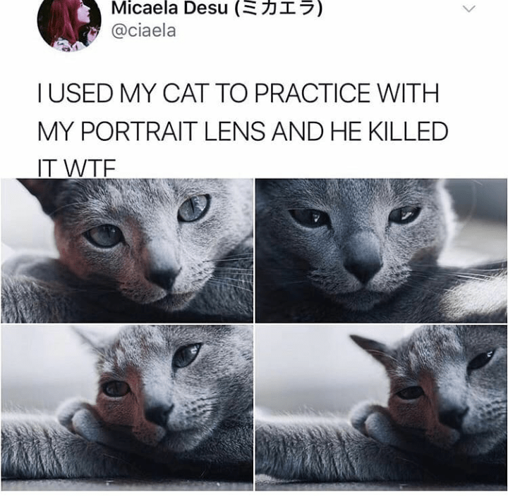 This cat is eye bleach Worthy r/Eyebleach