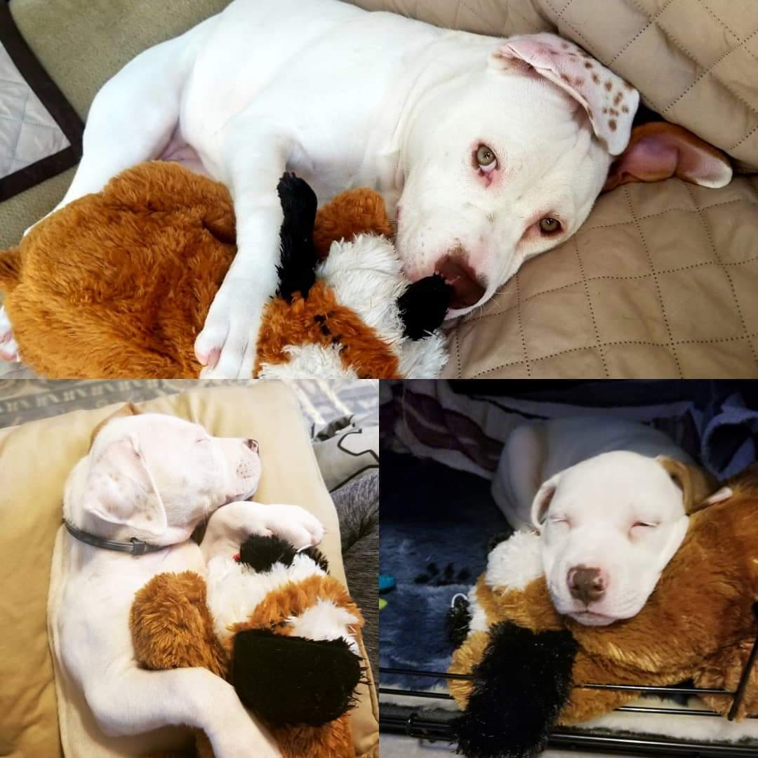 We got her a toy puppy with a heartbeat and a warmer when she was a month old, worrying that she